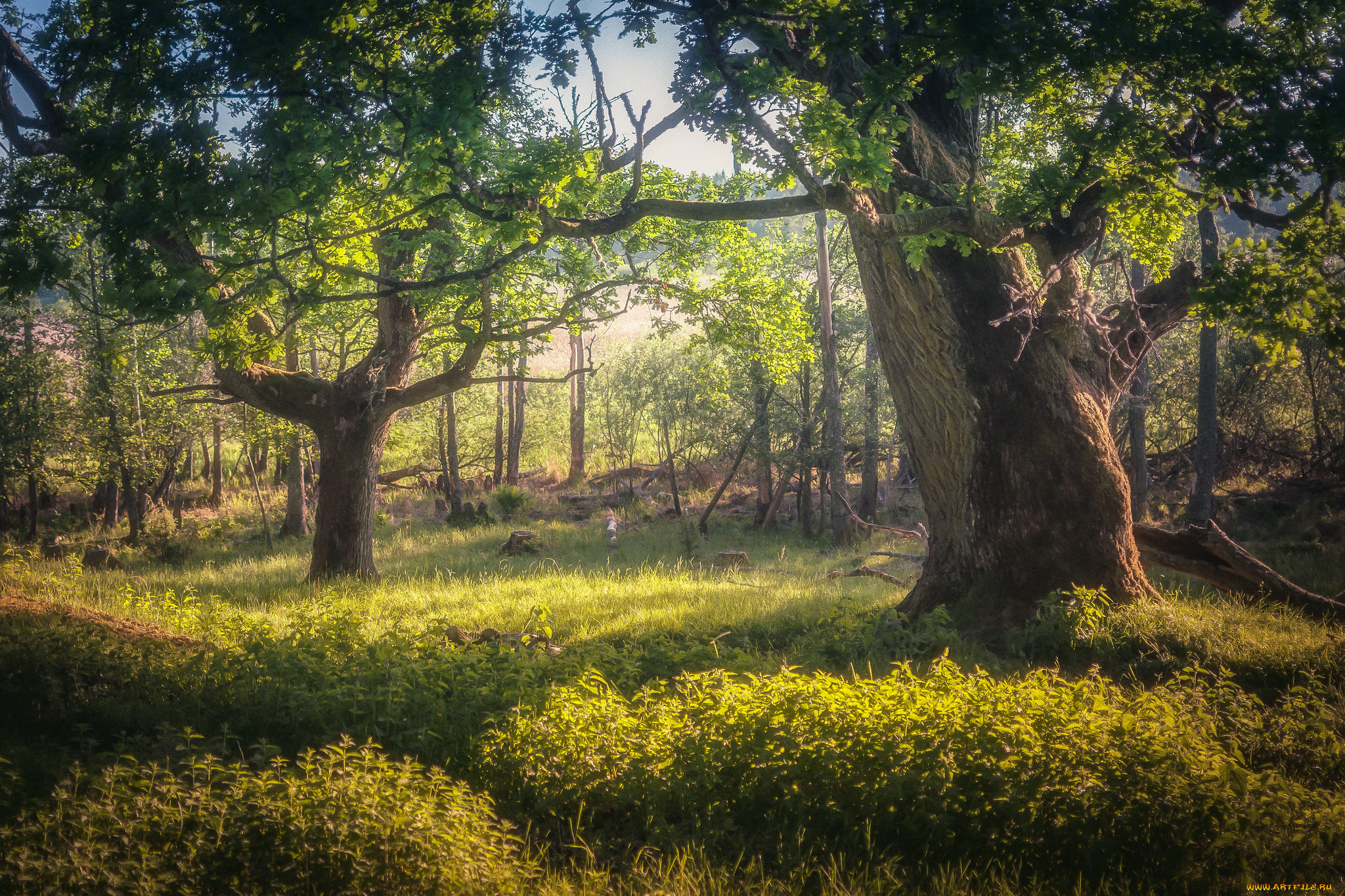 природа, лес, простор