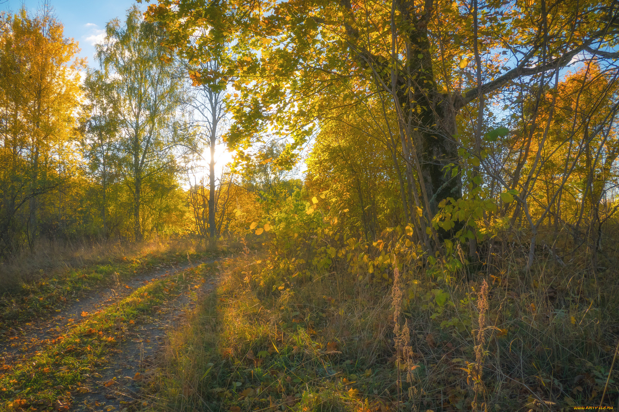 природа, лес, простор
