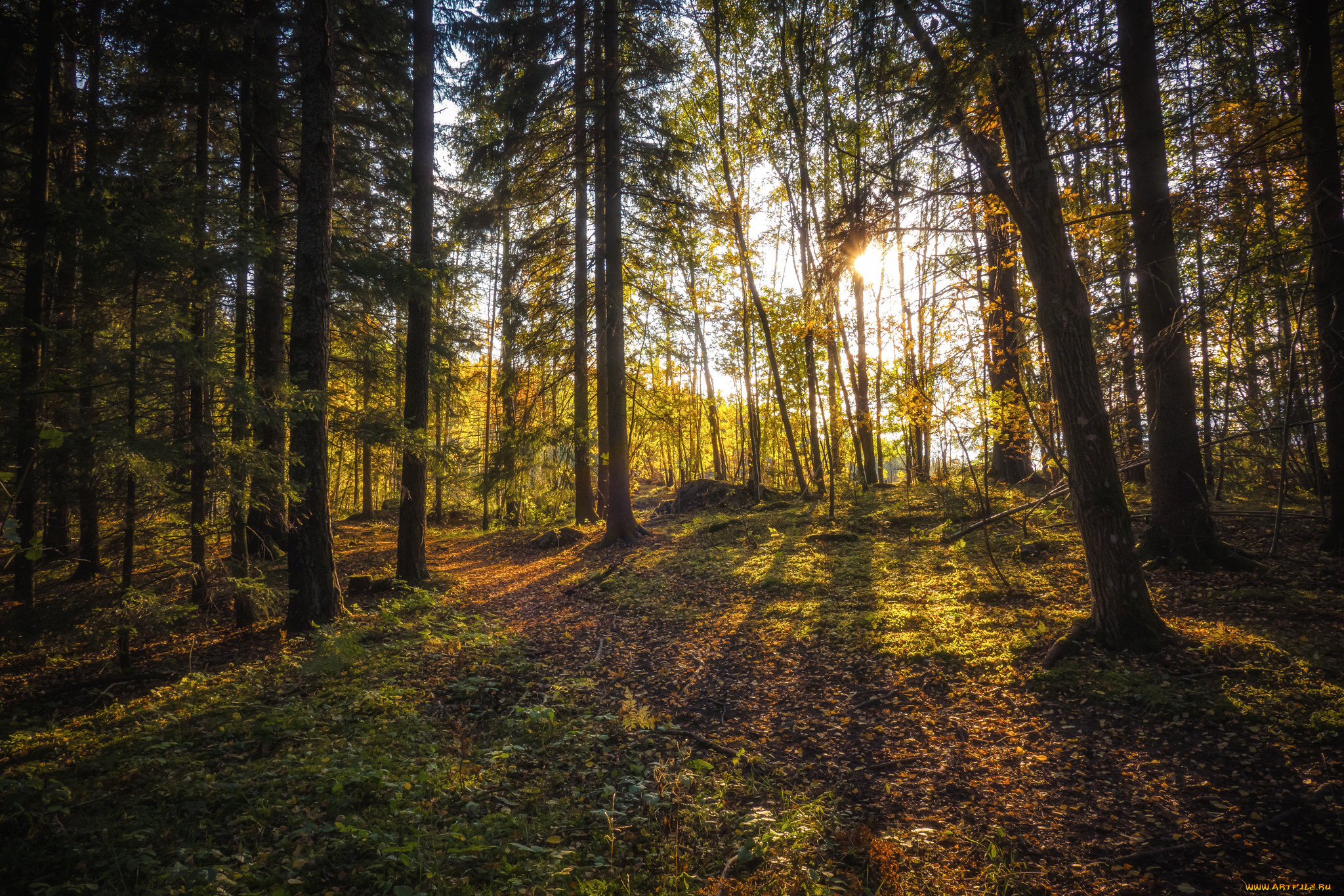 природа, лес, простор