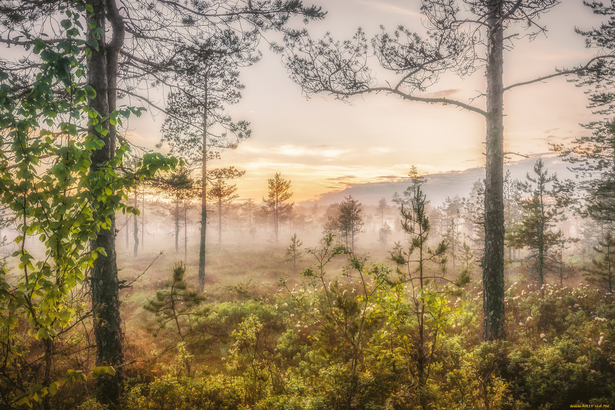 природа, лес, простор