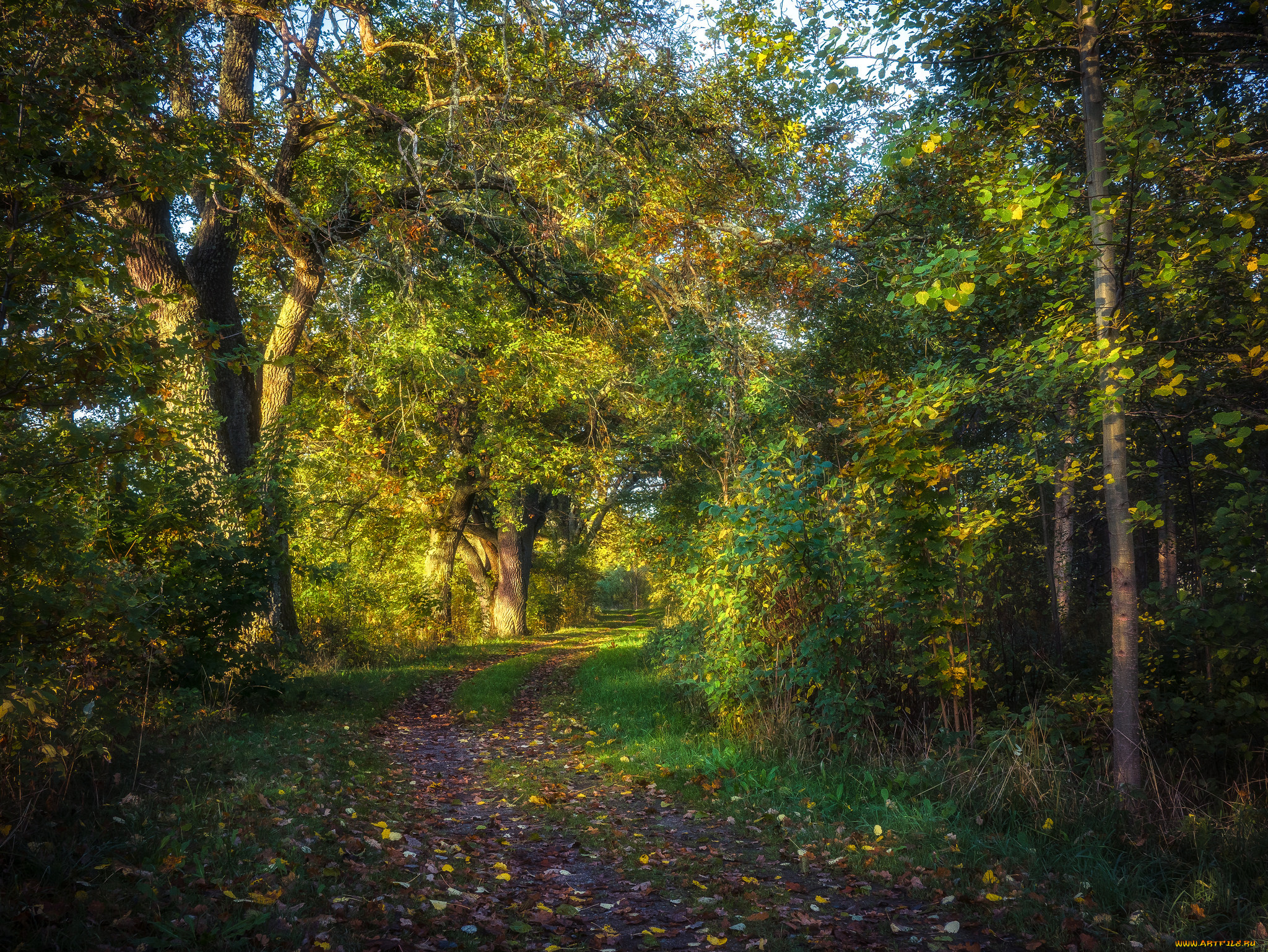 природа, лес, простор