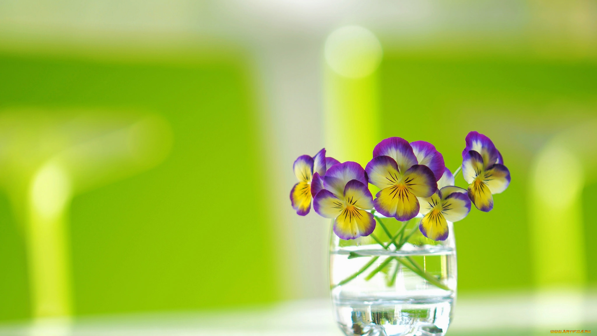 цветы, фиалки, букетик