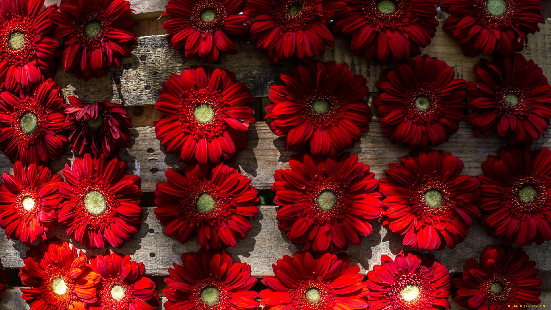 цветы, герберы