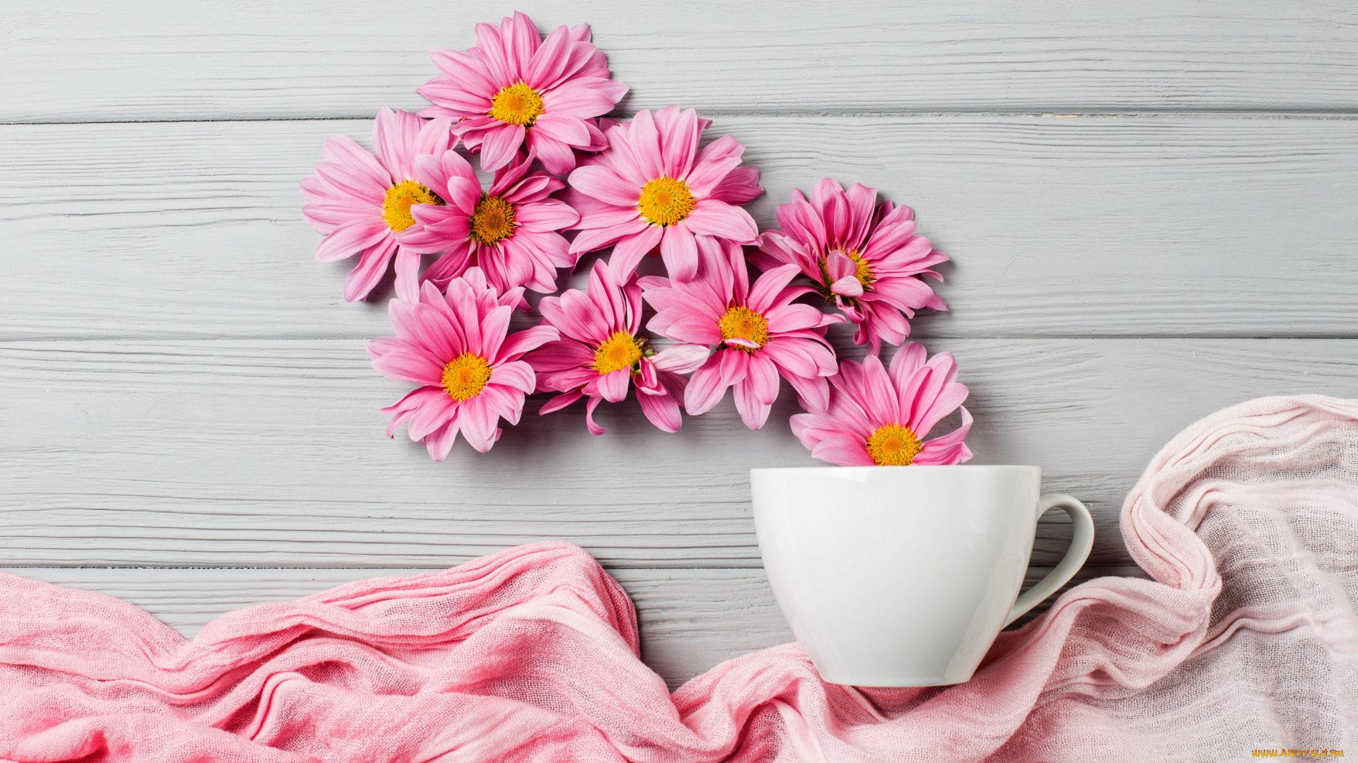 цветы, хризантемы, розовый