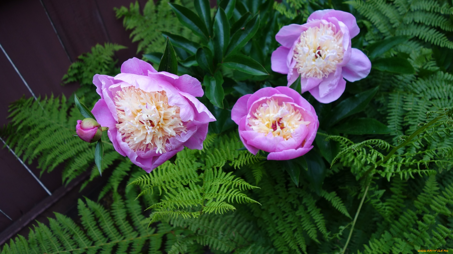 цветы, пионы, розовый