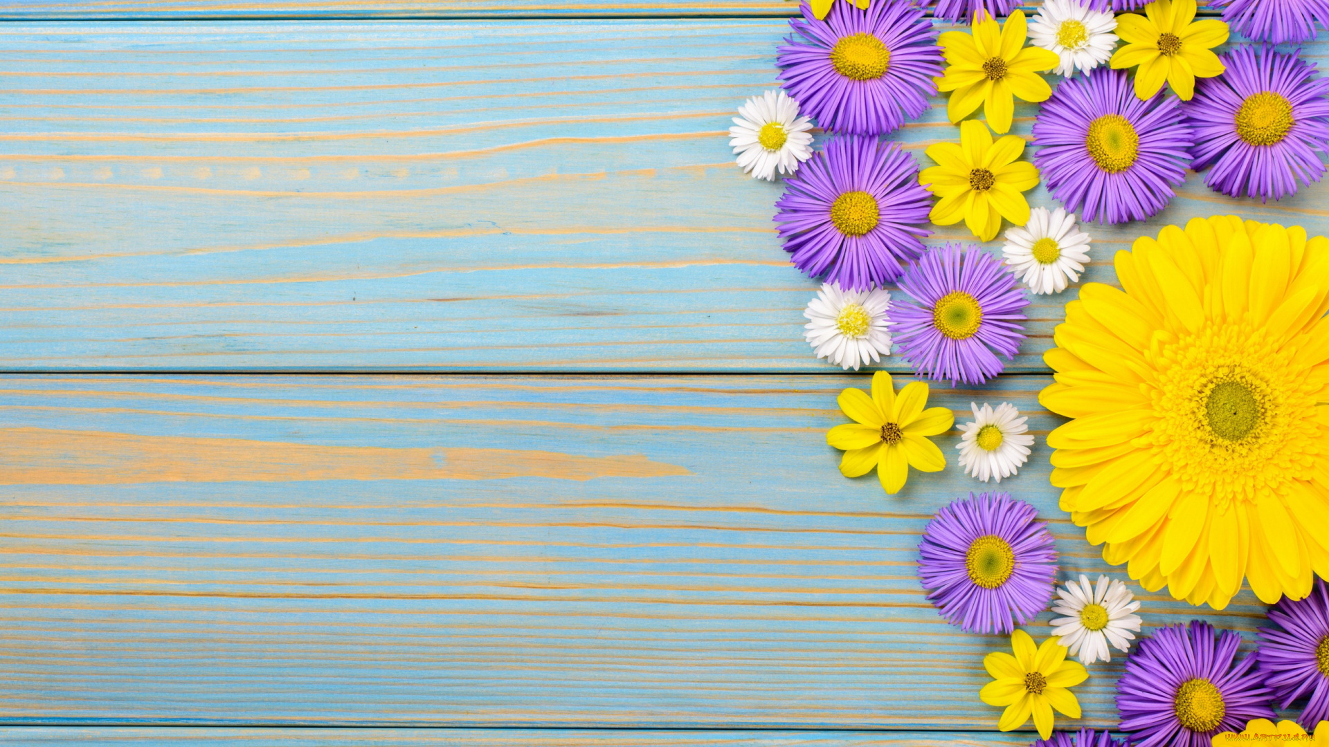 цветы, разные, вместе, космея, хризантема, гербера