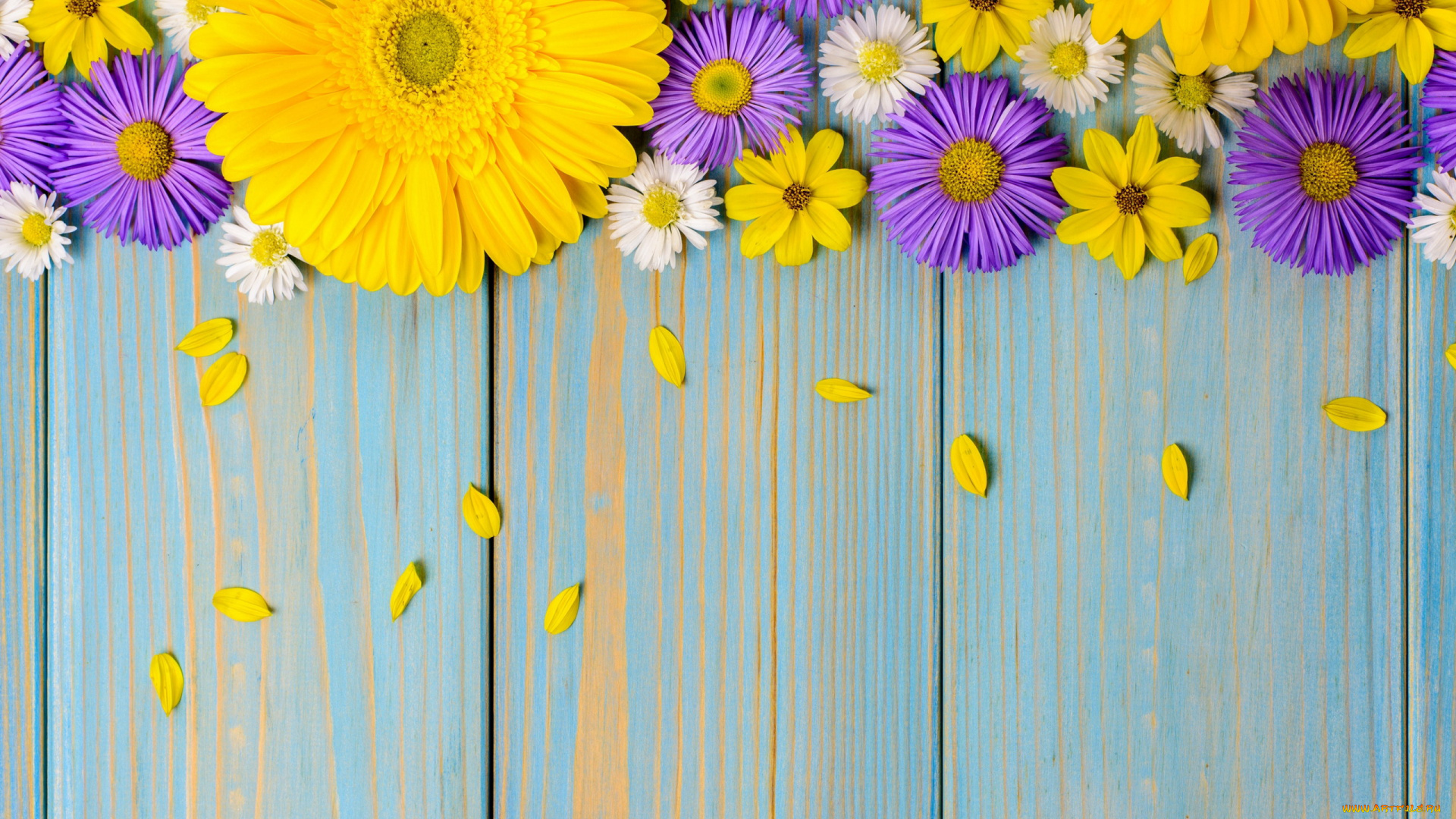 цветы, разные, вместе, космея, хризантема, гербера