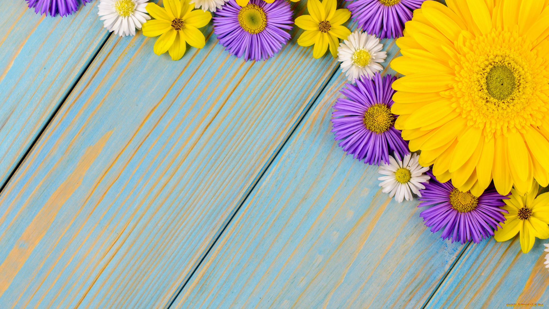 цветы, разные, вместе, космея, хризантема, гербера