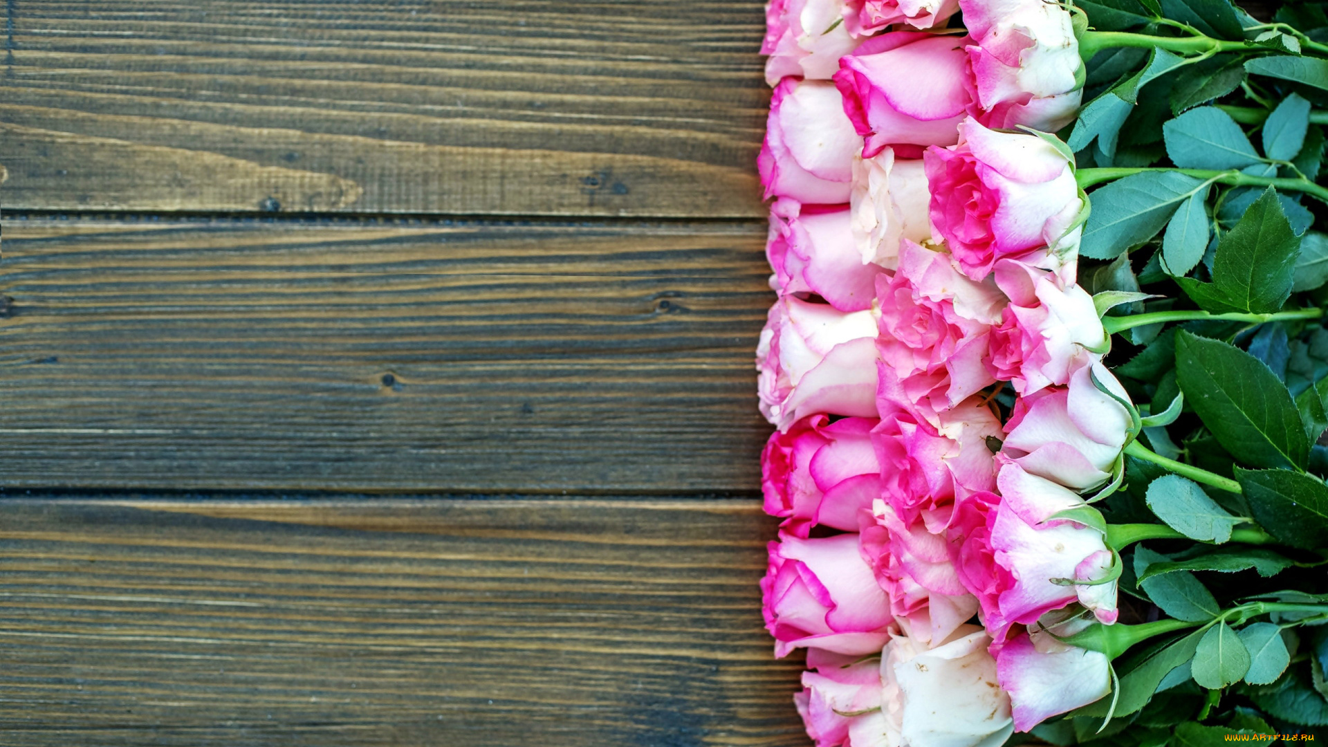 цветы, розы, бутоны