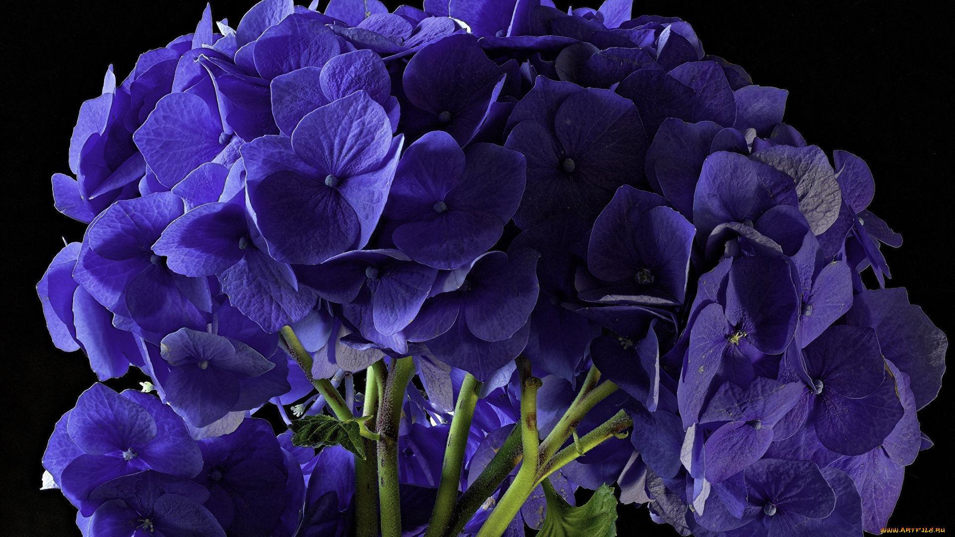 цветы, розы, розовый