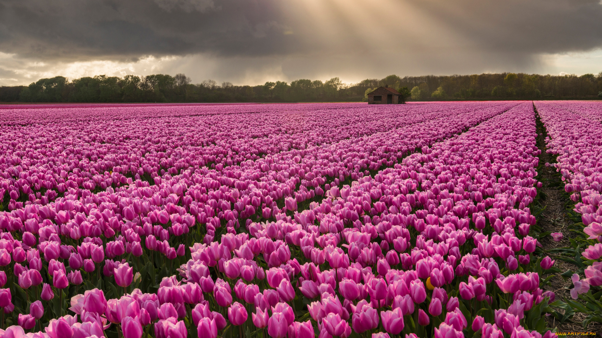 цветы, тюльпаны