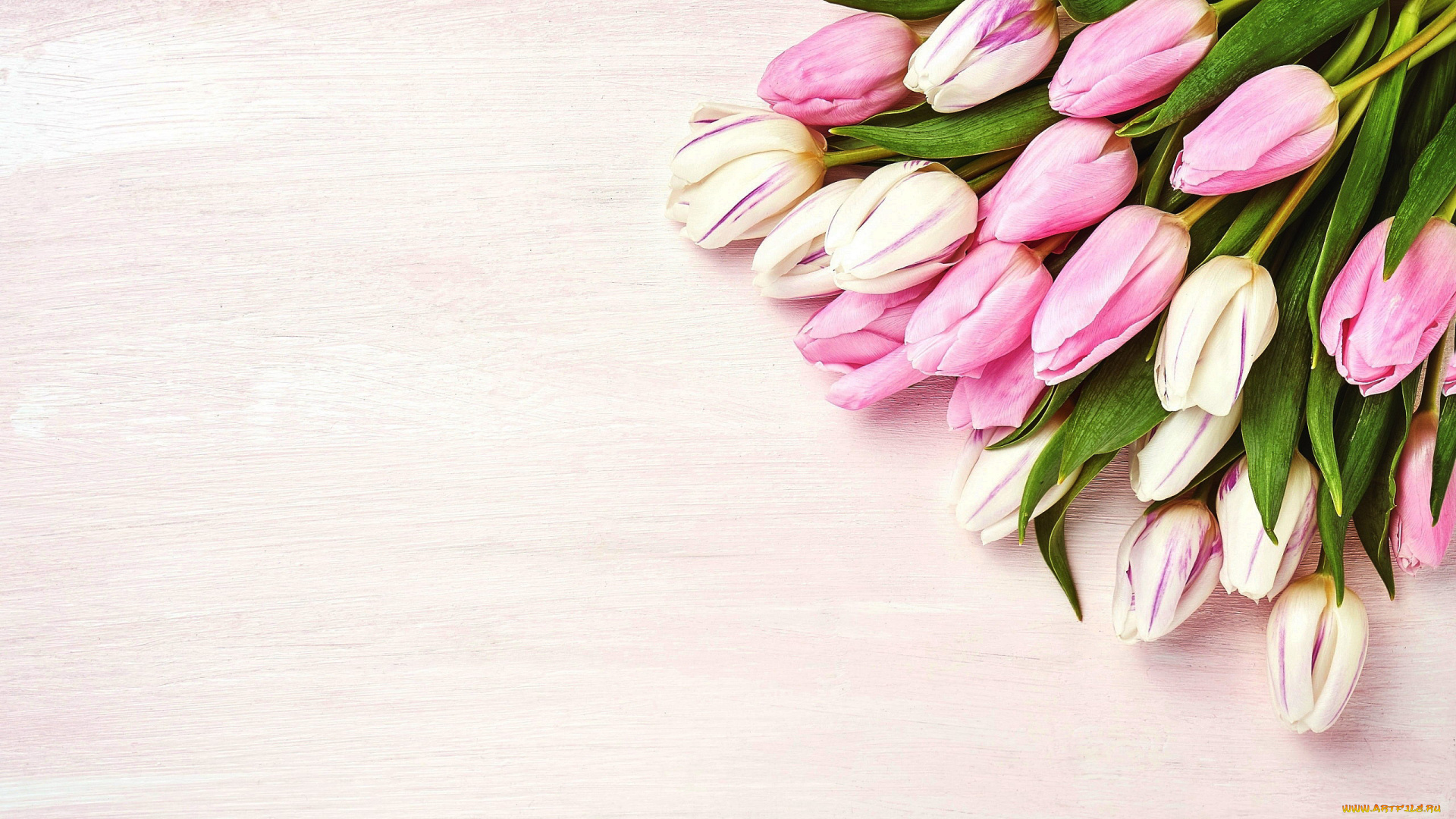 цветы, тюльпаны, бутоны