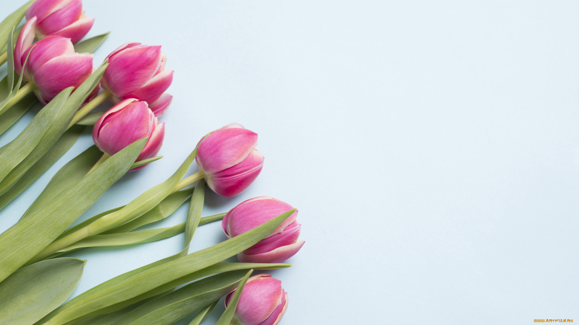 цветы, тюльпаны, бутоны