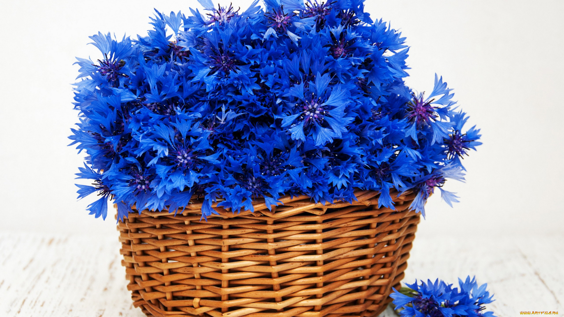 цветы, васильки, синий