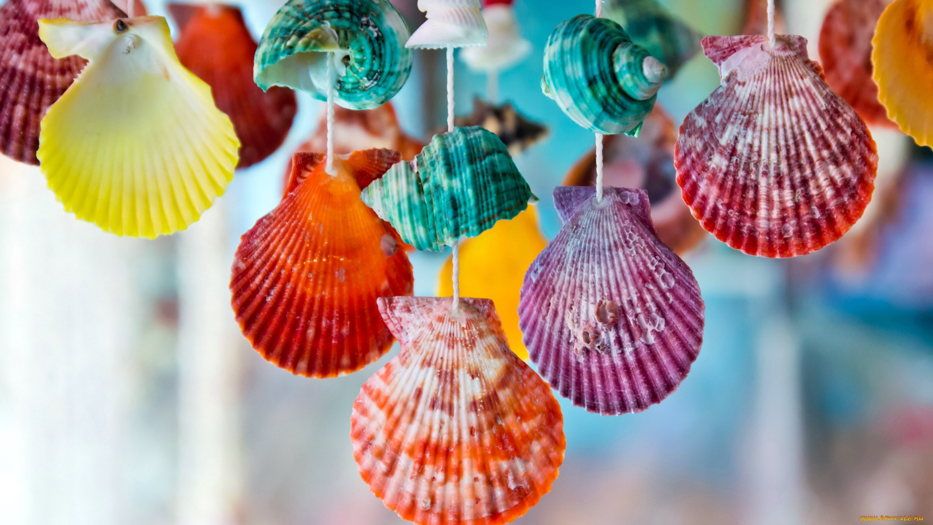 разное, ракушки, , кораллы, , декоративные, и, spa-камни