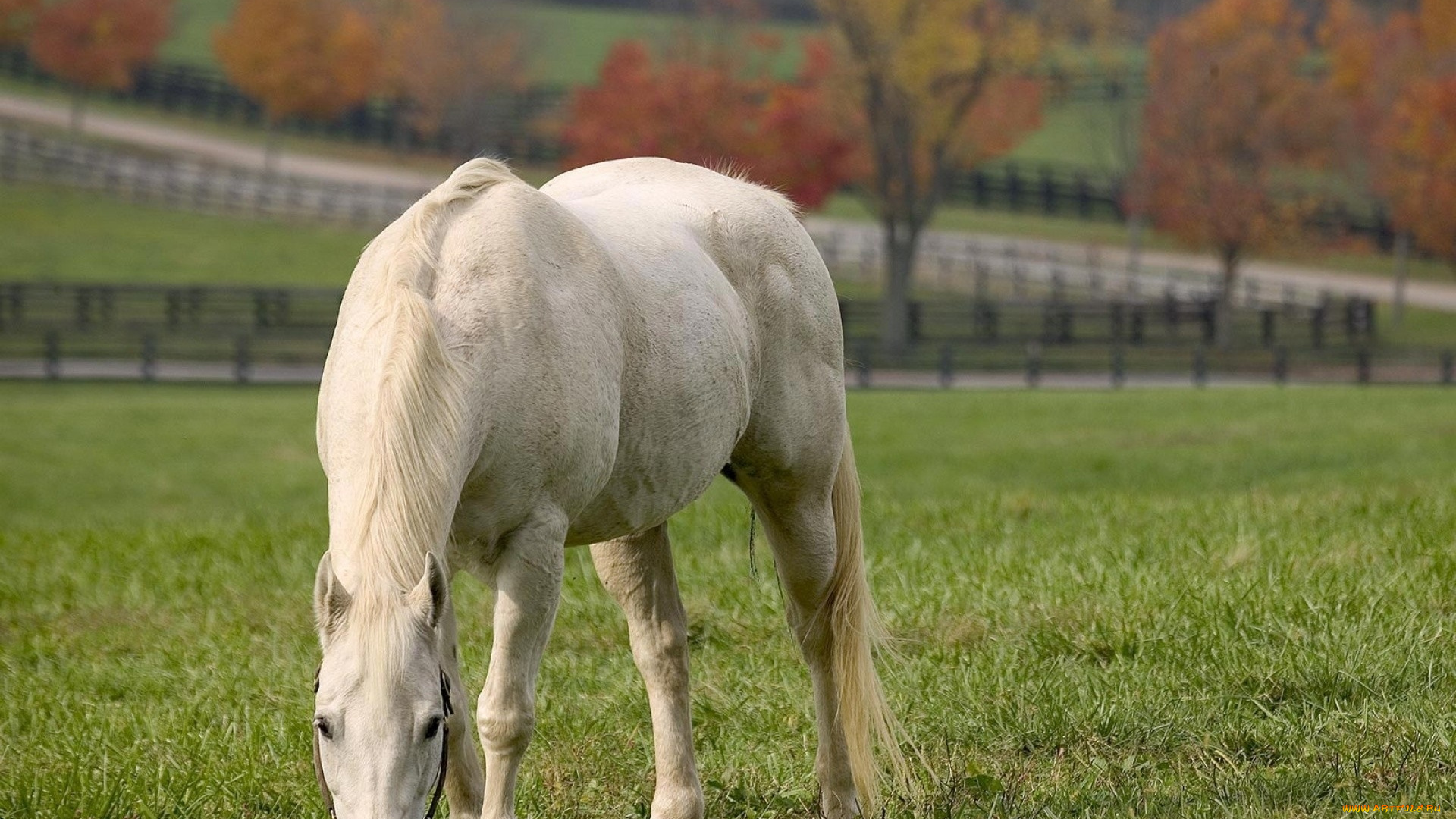 животные, лошади, лошадь