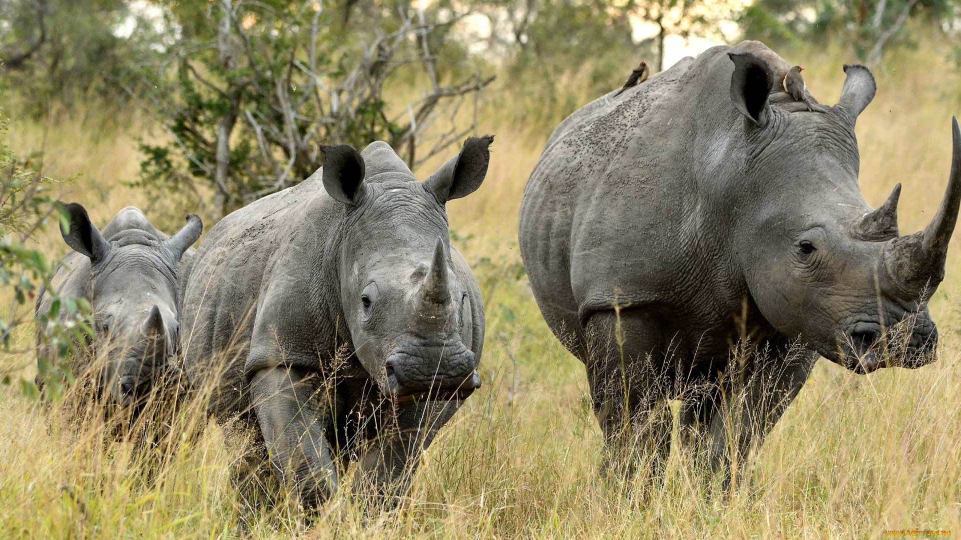 животные, носороги