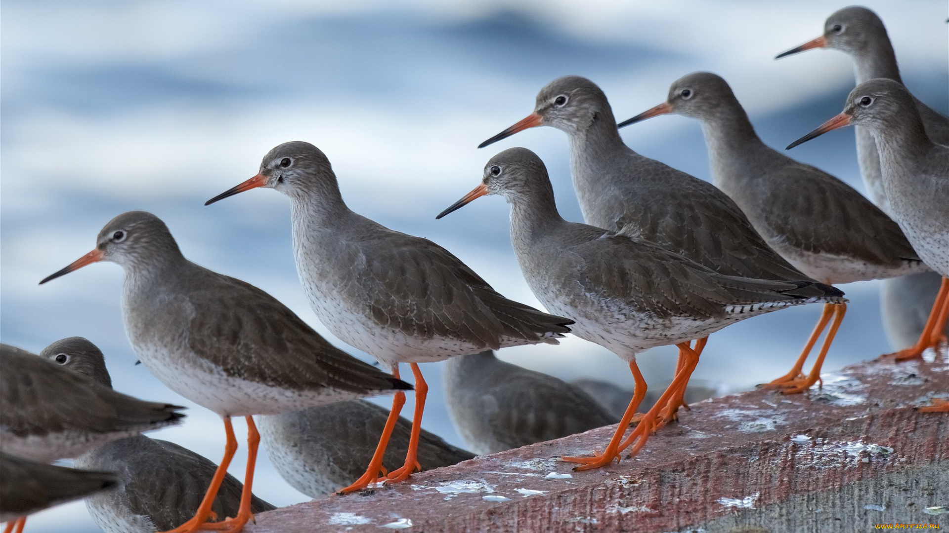 животные, птицы, птичы