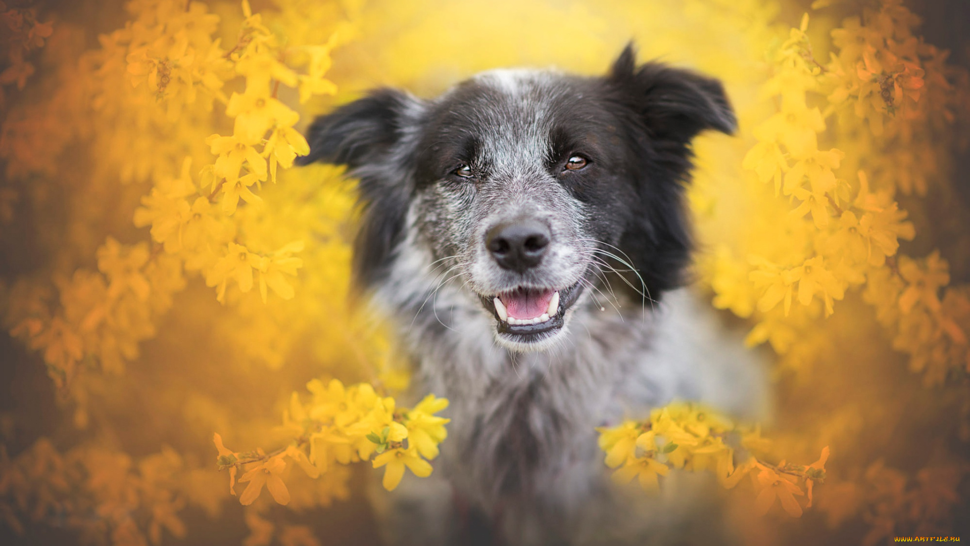 животные, собаки, бордер-колли