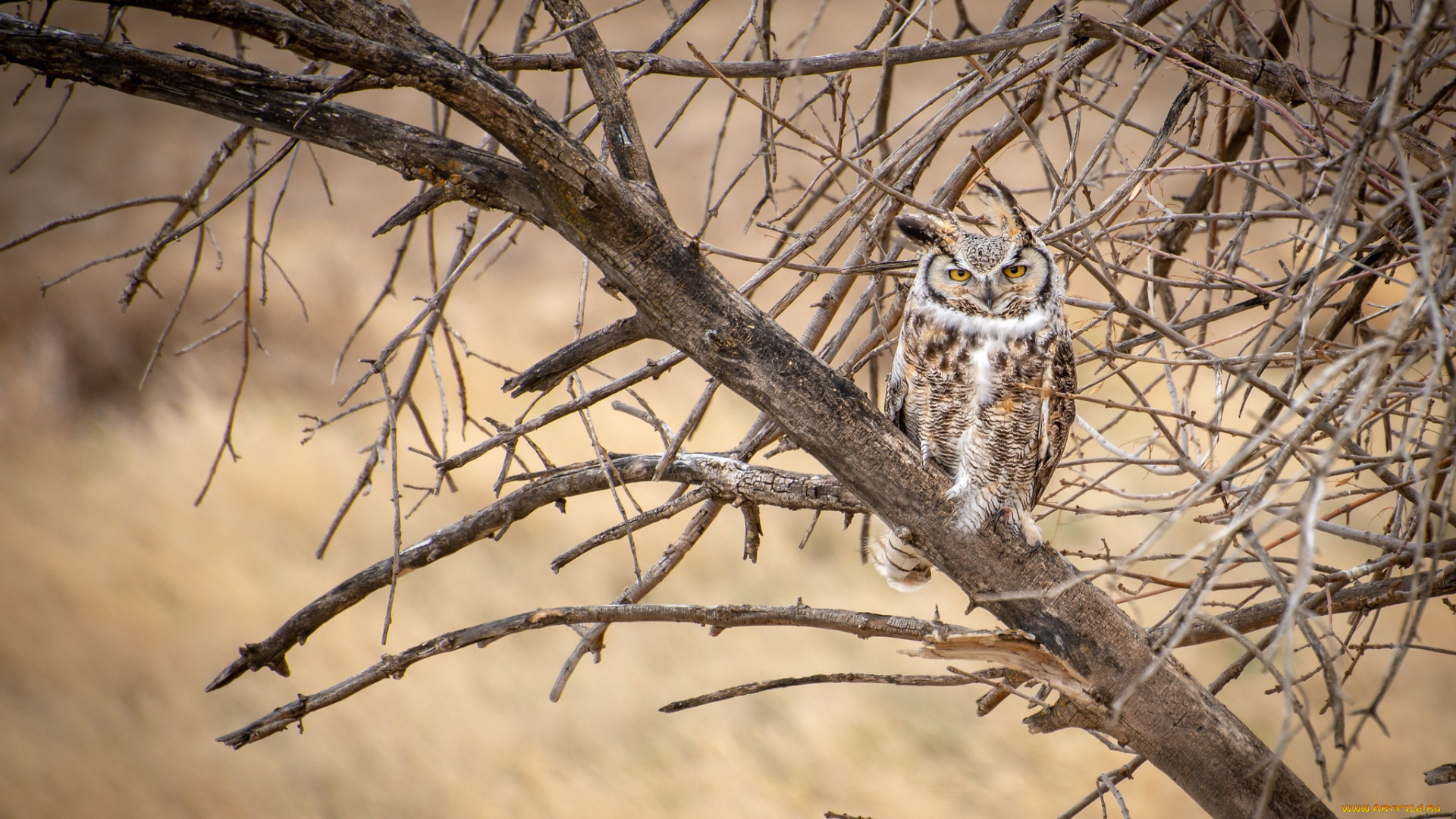 животные, совы, сова