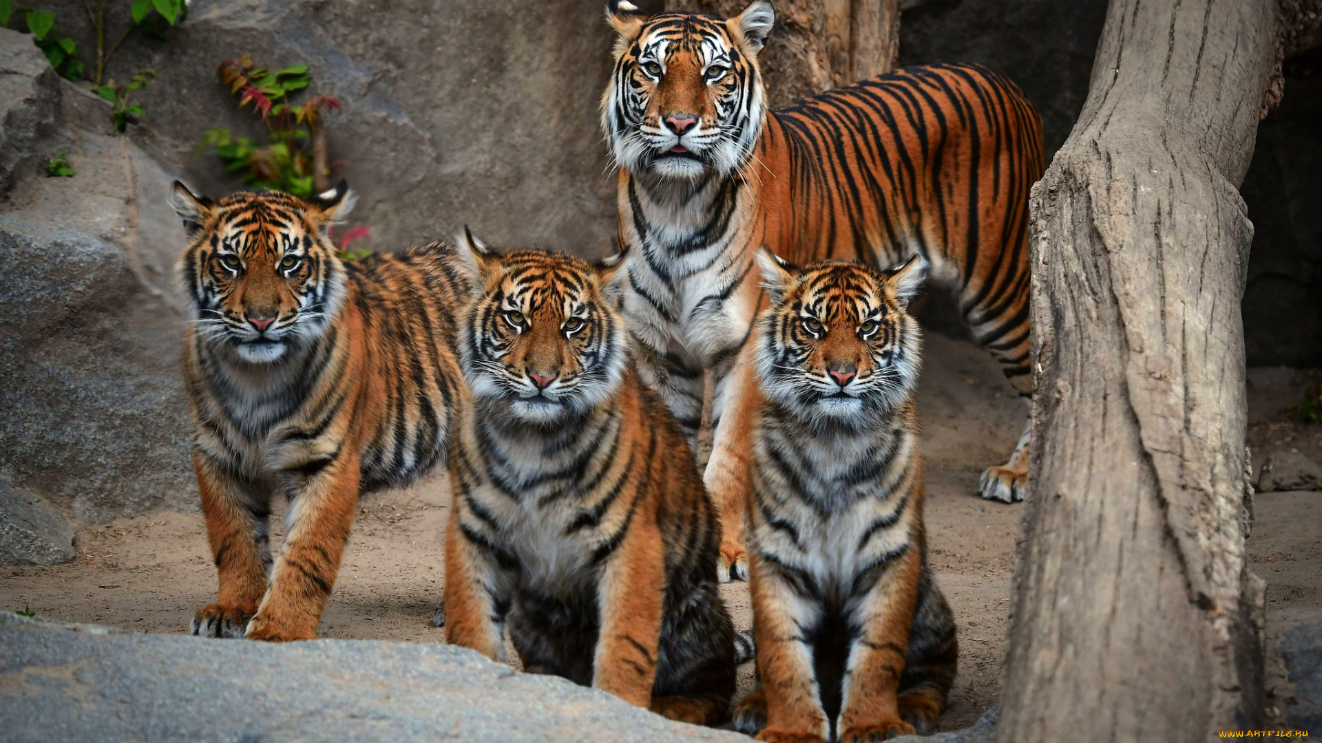 животные, тигры