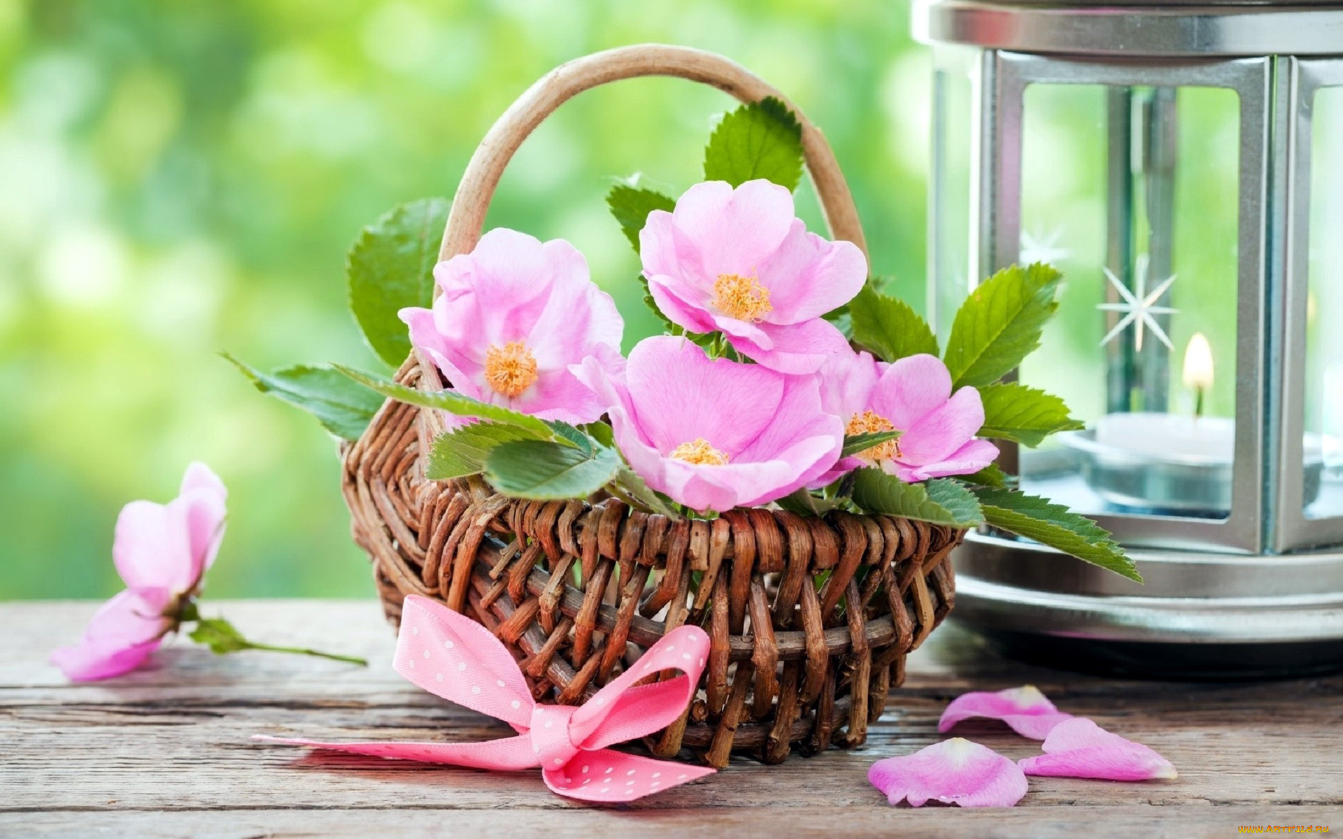 цветы, шиповник, розовый