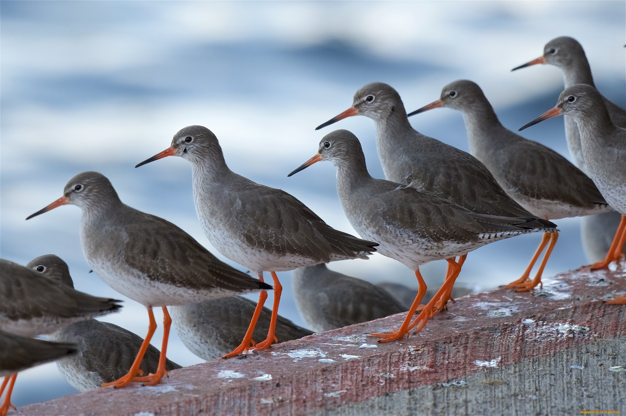 животные, птицы, птичы