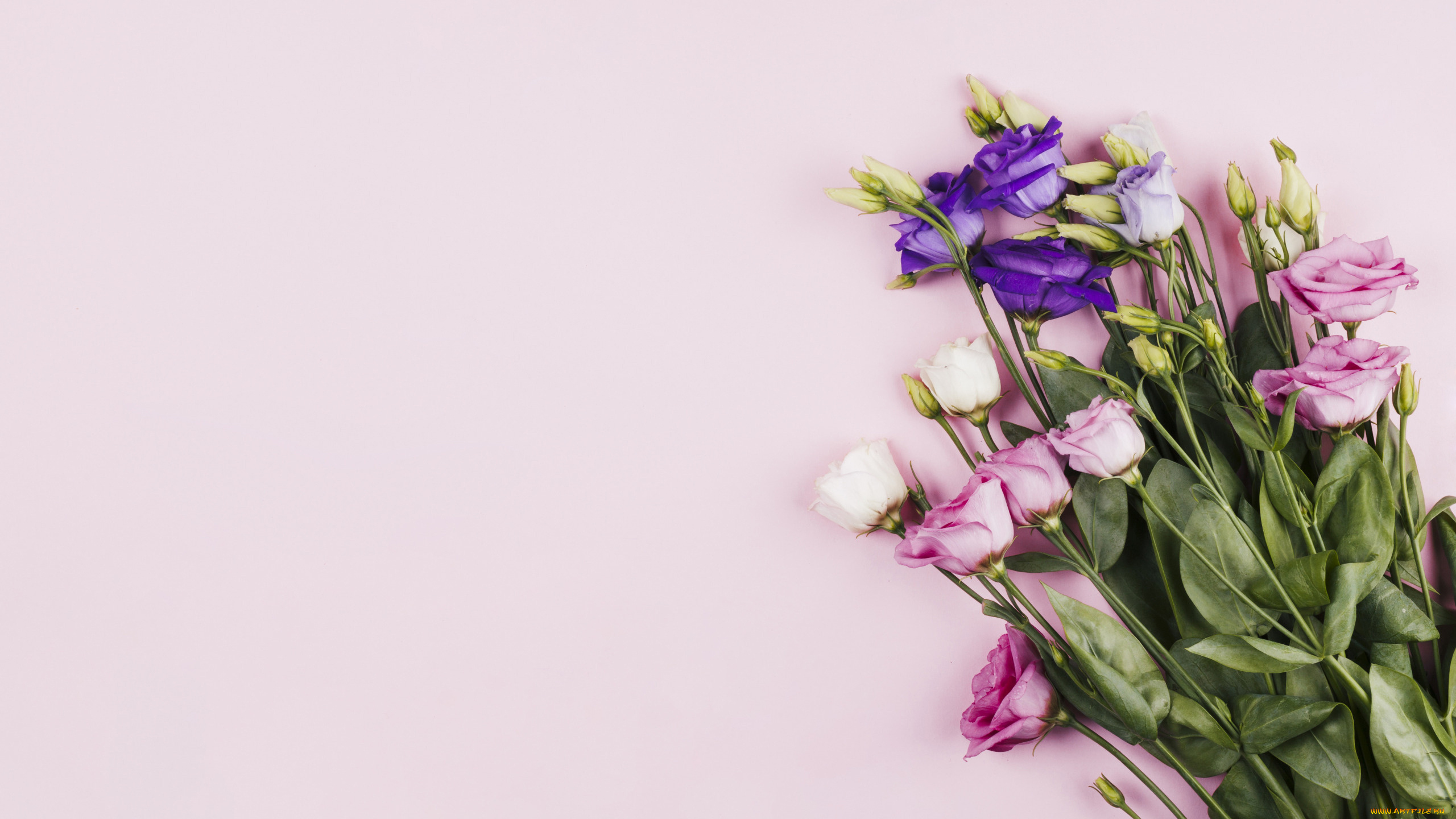 цветы, эустома, разноцветные