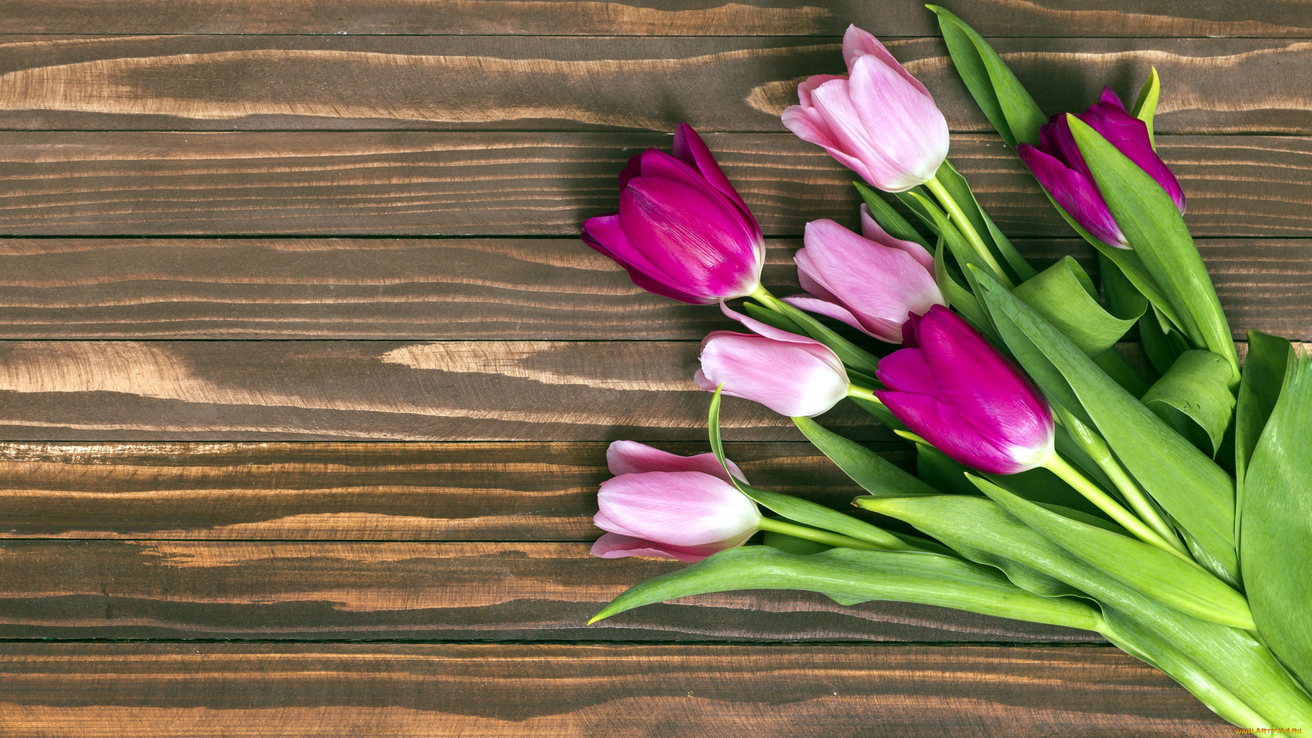 цветы, тюльпаны, бутоны