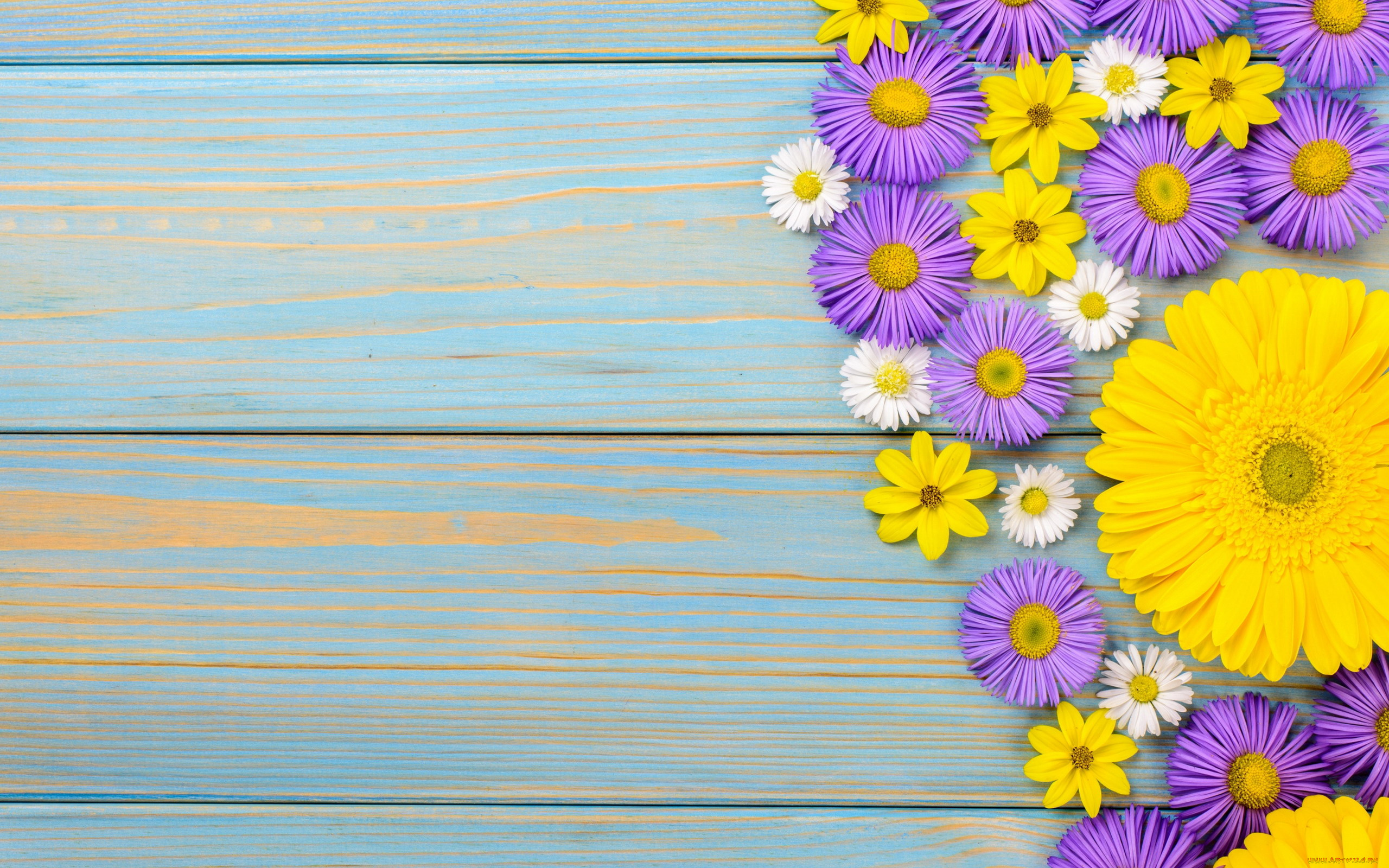 цветы, разные, вместе, космея, хризантема, гербера