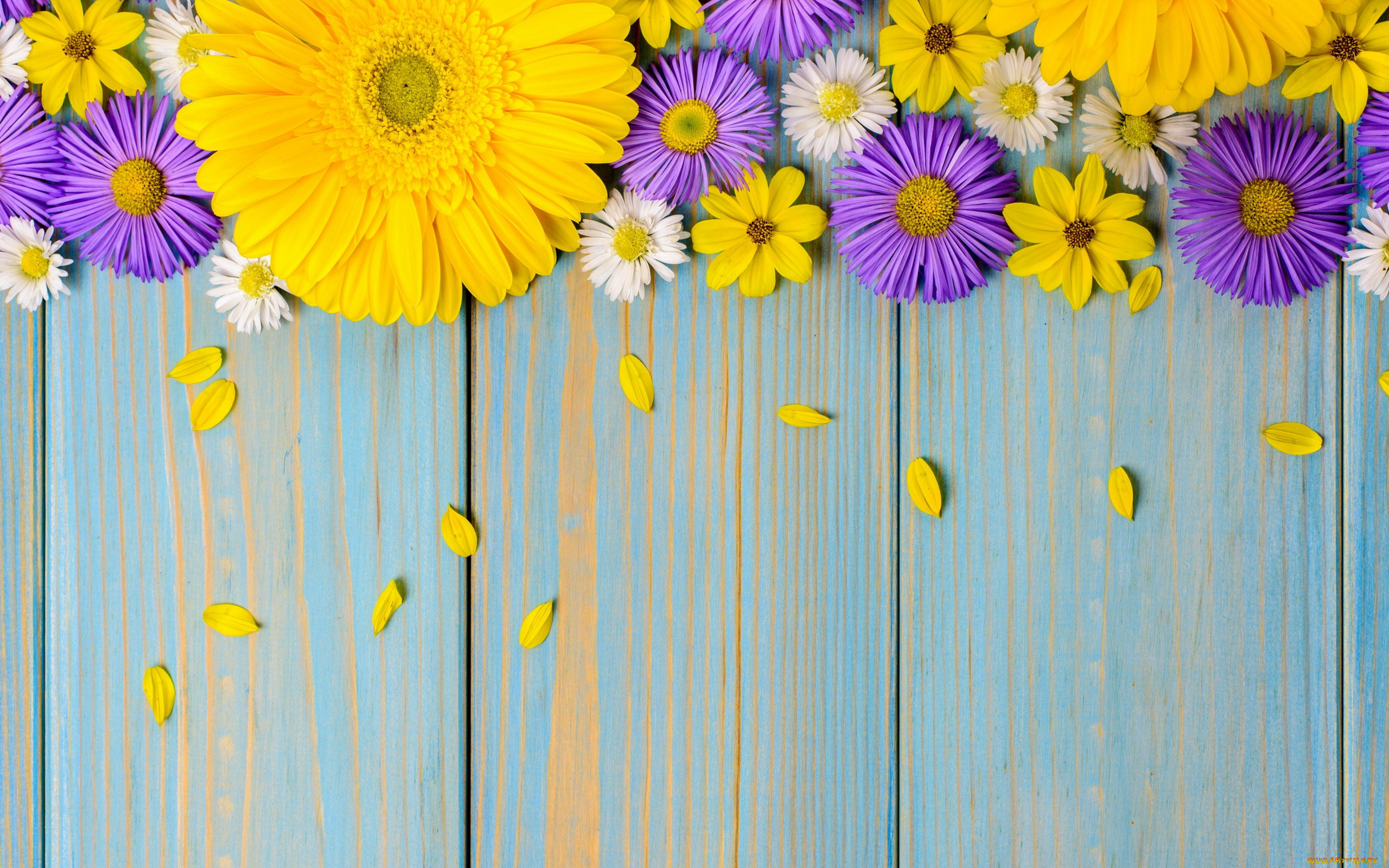 цветы, разные, вместе, космея, хризантема, гербера