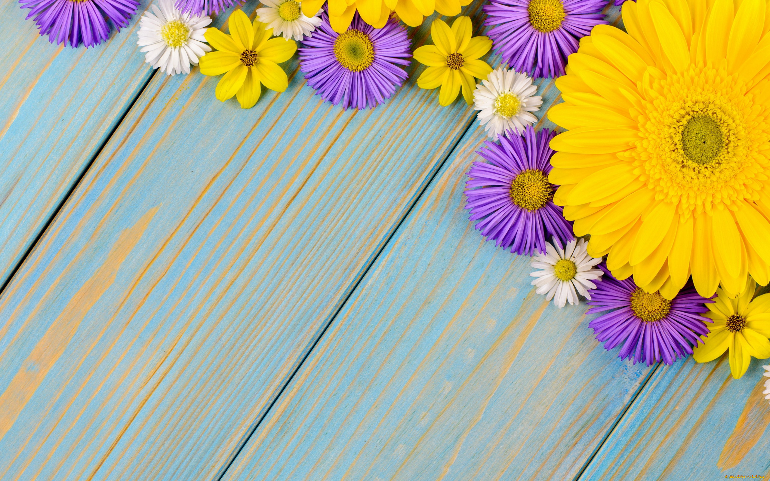 цветы, разные, вместе, космея, хризантема, гербера