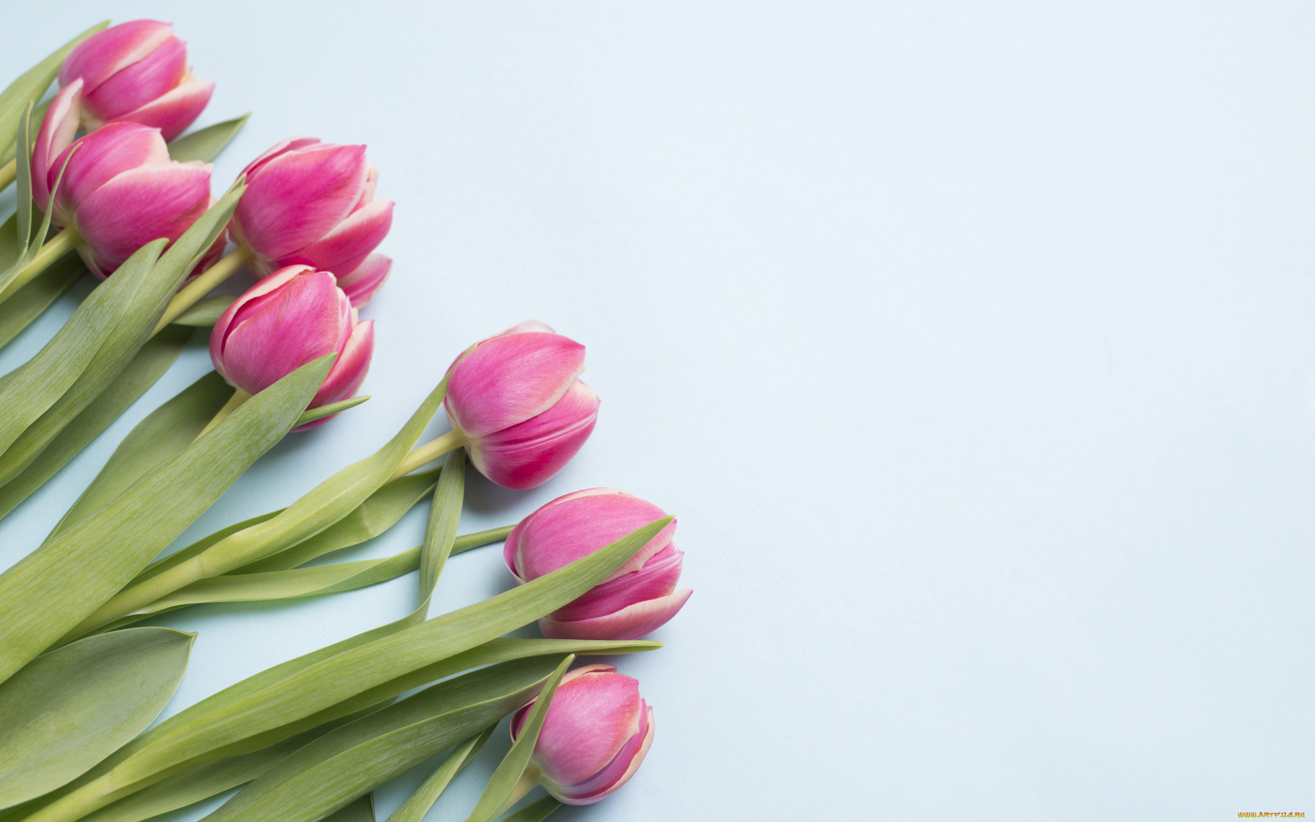 цветы, тюльпаны, бутоны