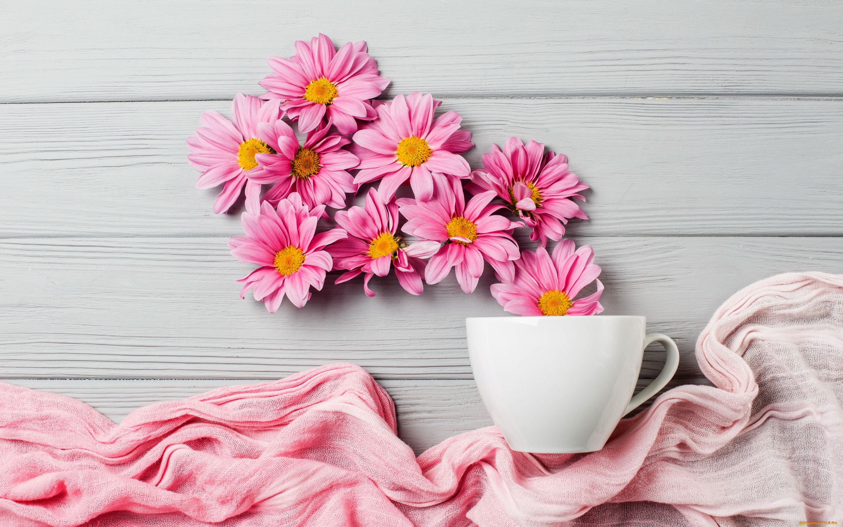 цветы, хризантемы, розовый