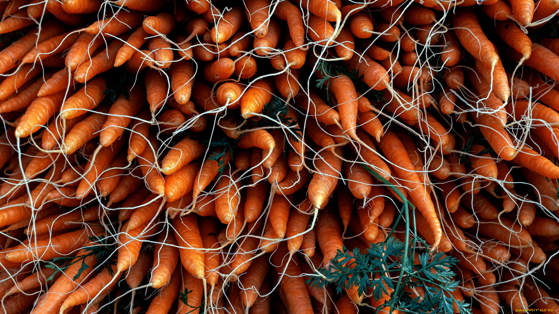 еда, морковь, корнеплоды, урожай