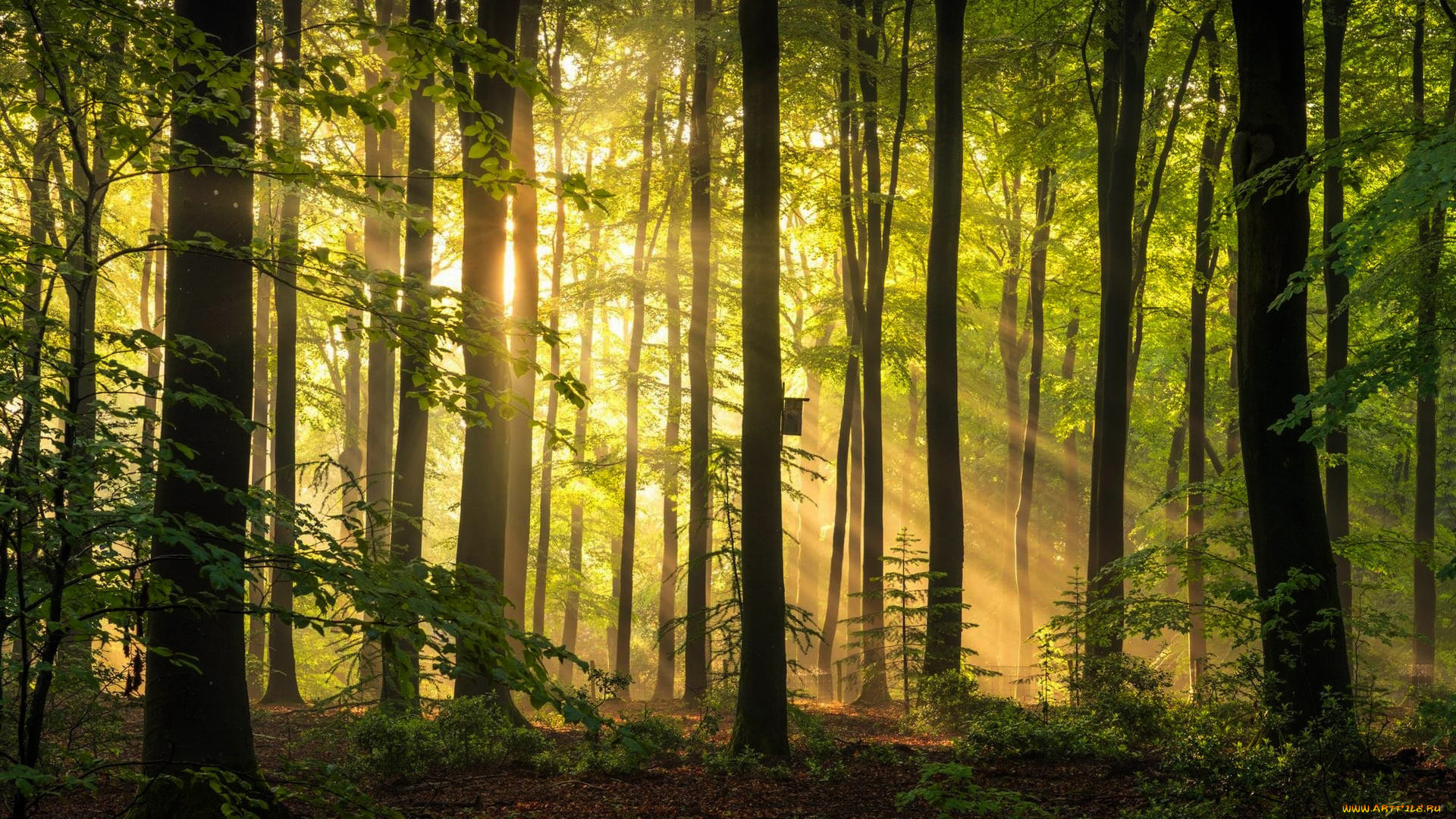 природа, лес, стволы, деревья