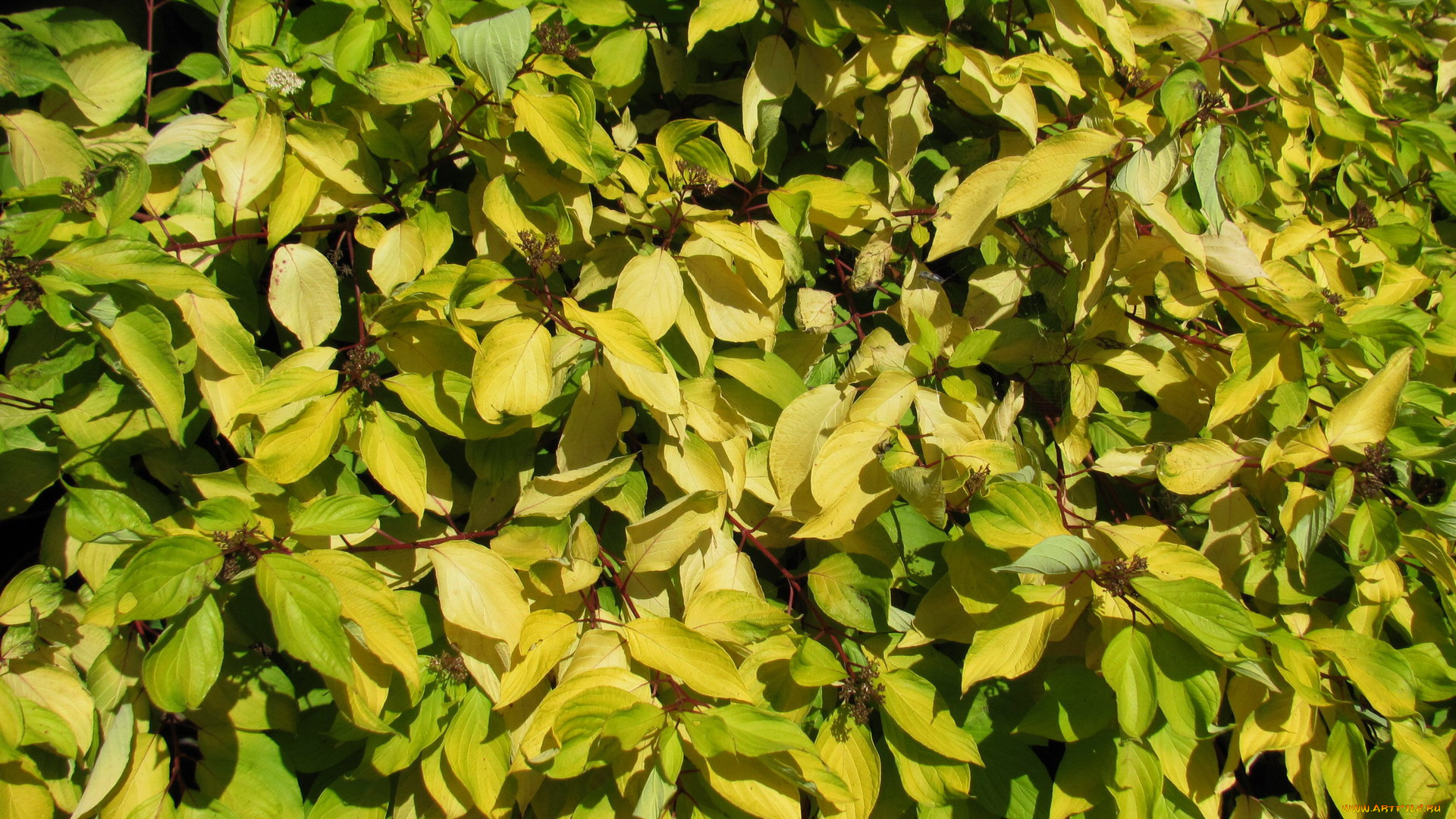 природа, листья