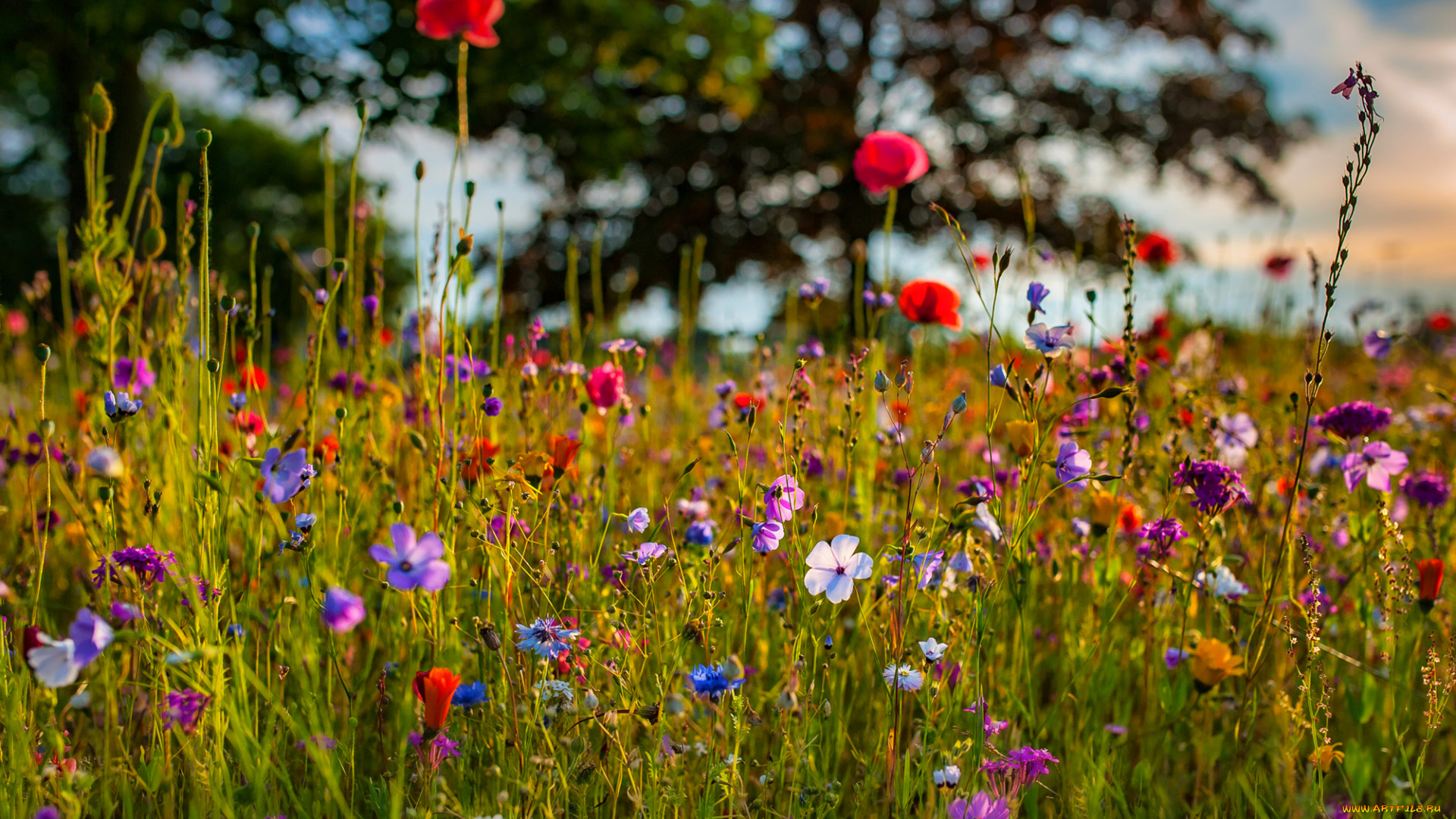 цветы, луговые, , полевые, , цветы, луг