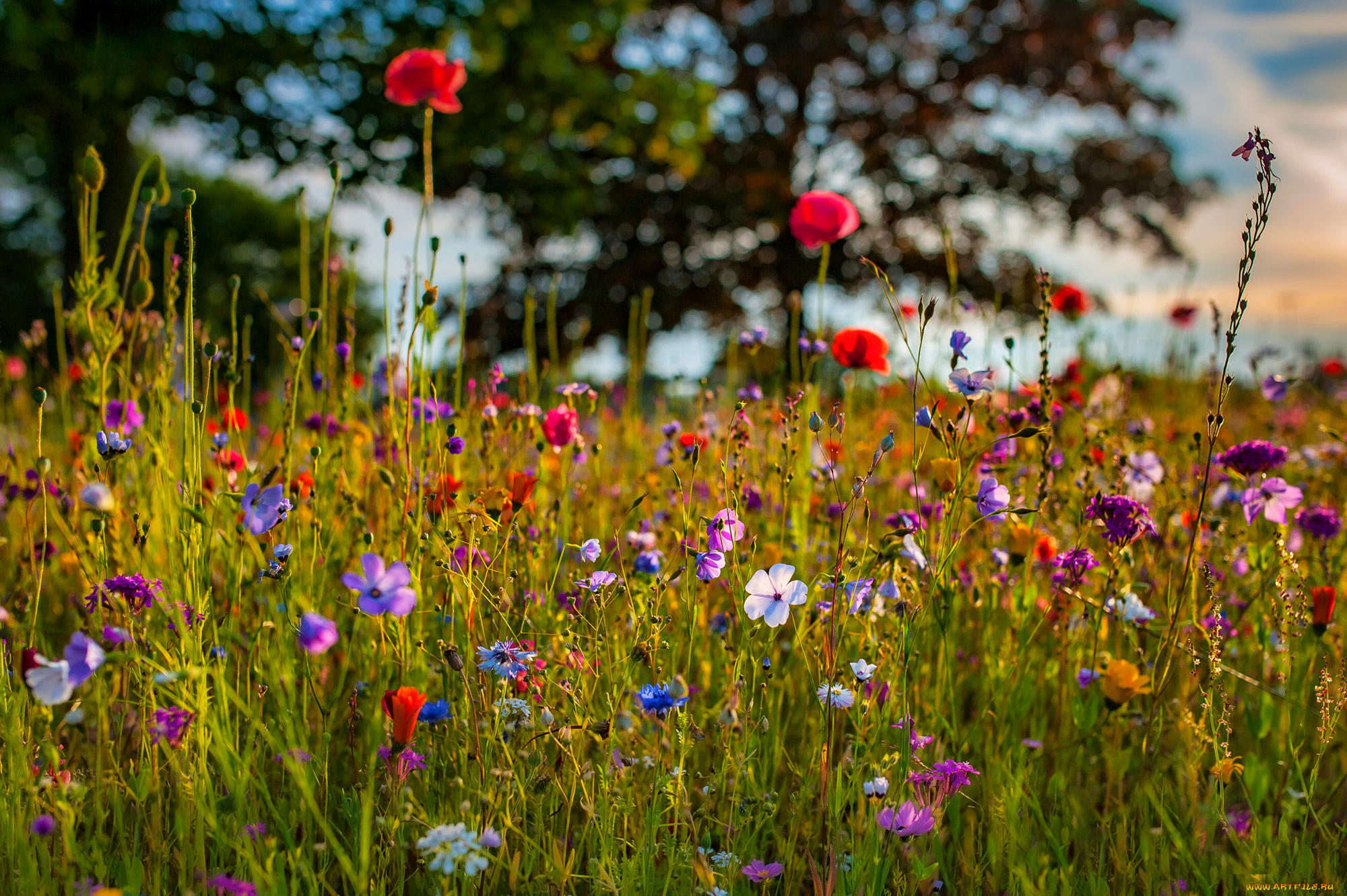 цветы, луговые, , полевые, , цветы, луг