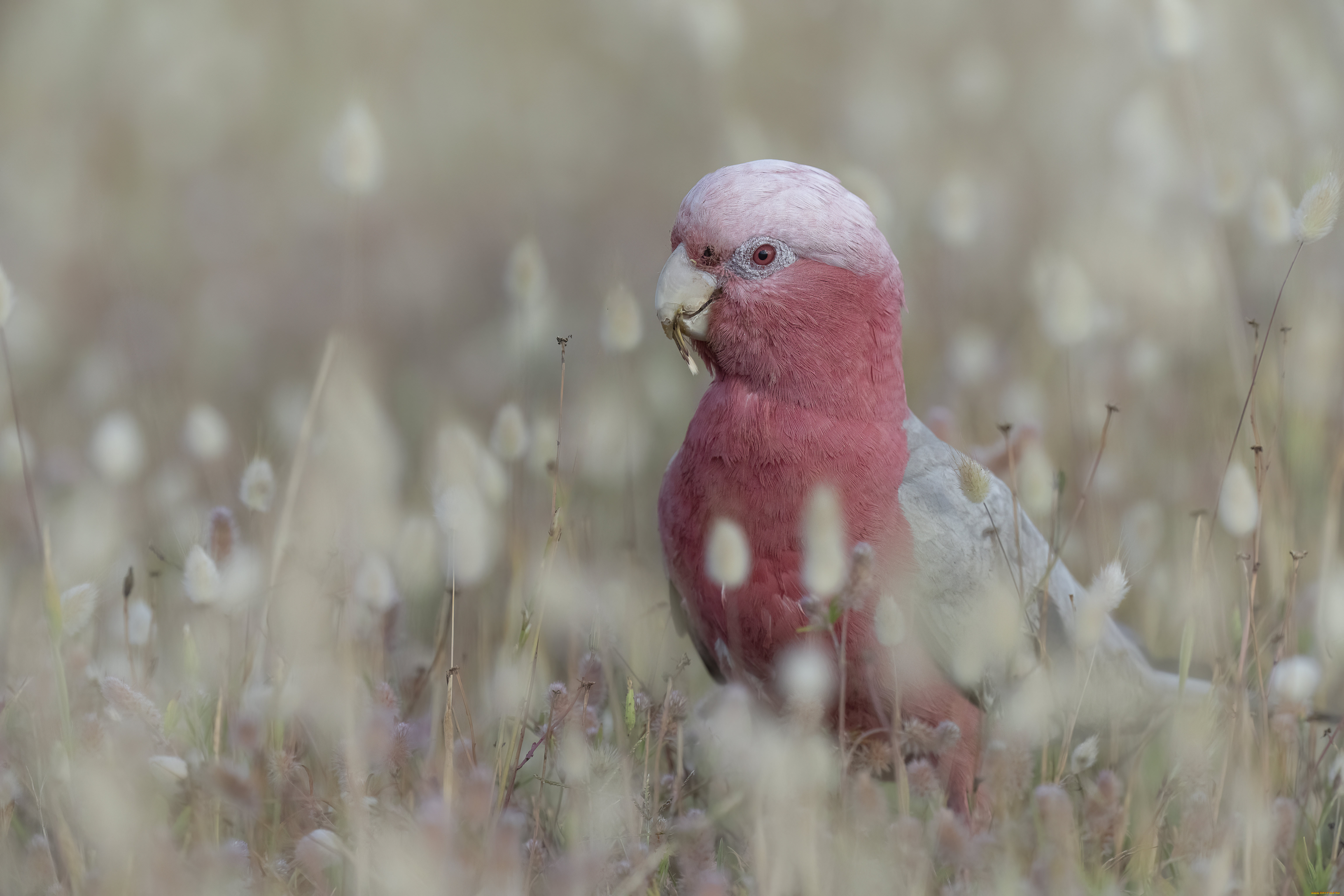 животные, попугаи, птица
