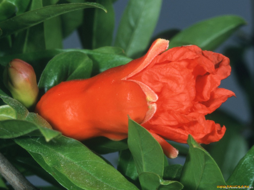 amareus, цветы, цветущие, деревья, кустарники