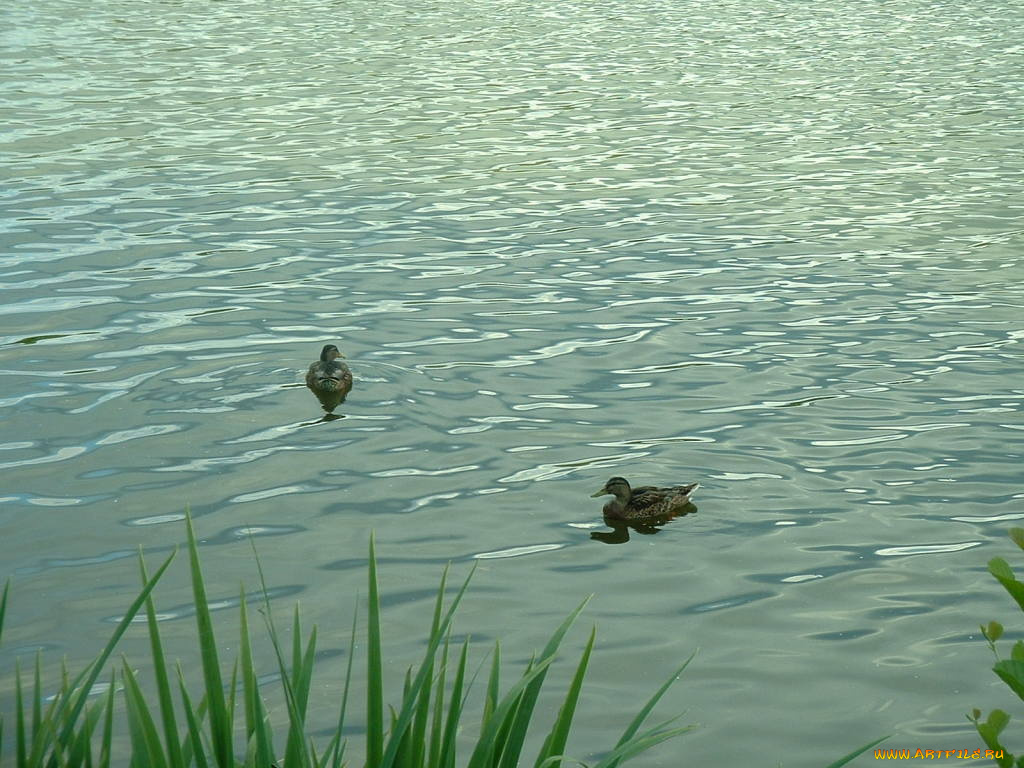 ente, животные, утки