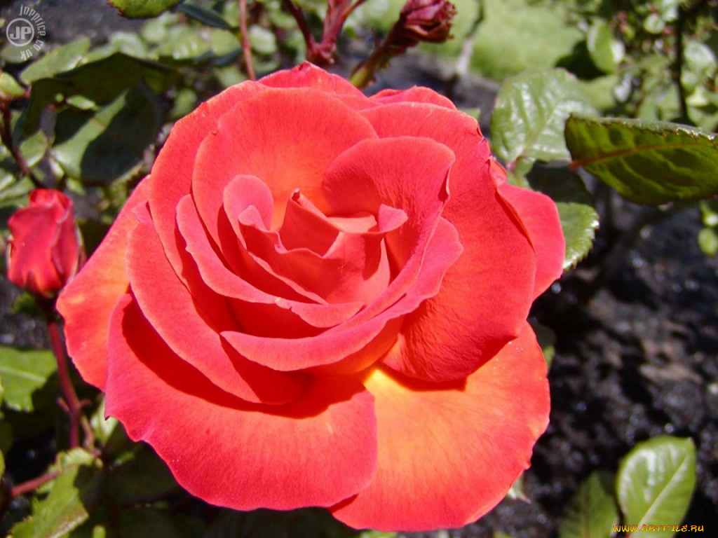 roza, цветы, розы