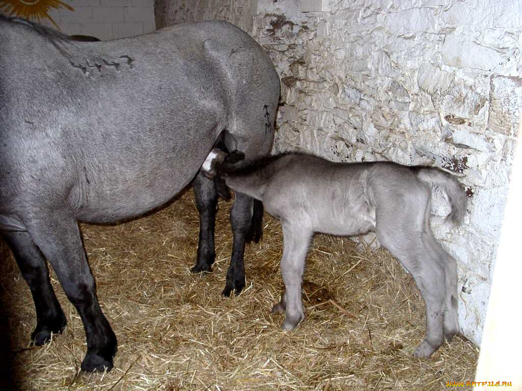 животные, лошади