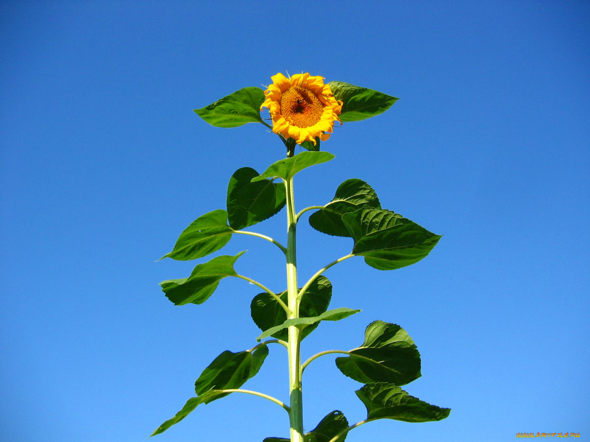 подсолнух, цветы, подсолнухи