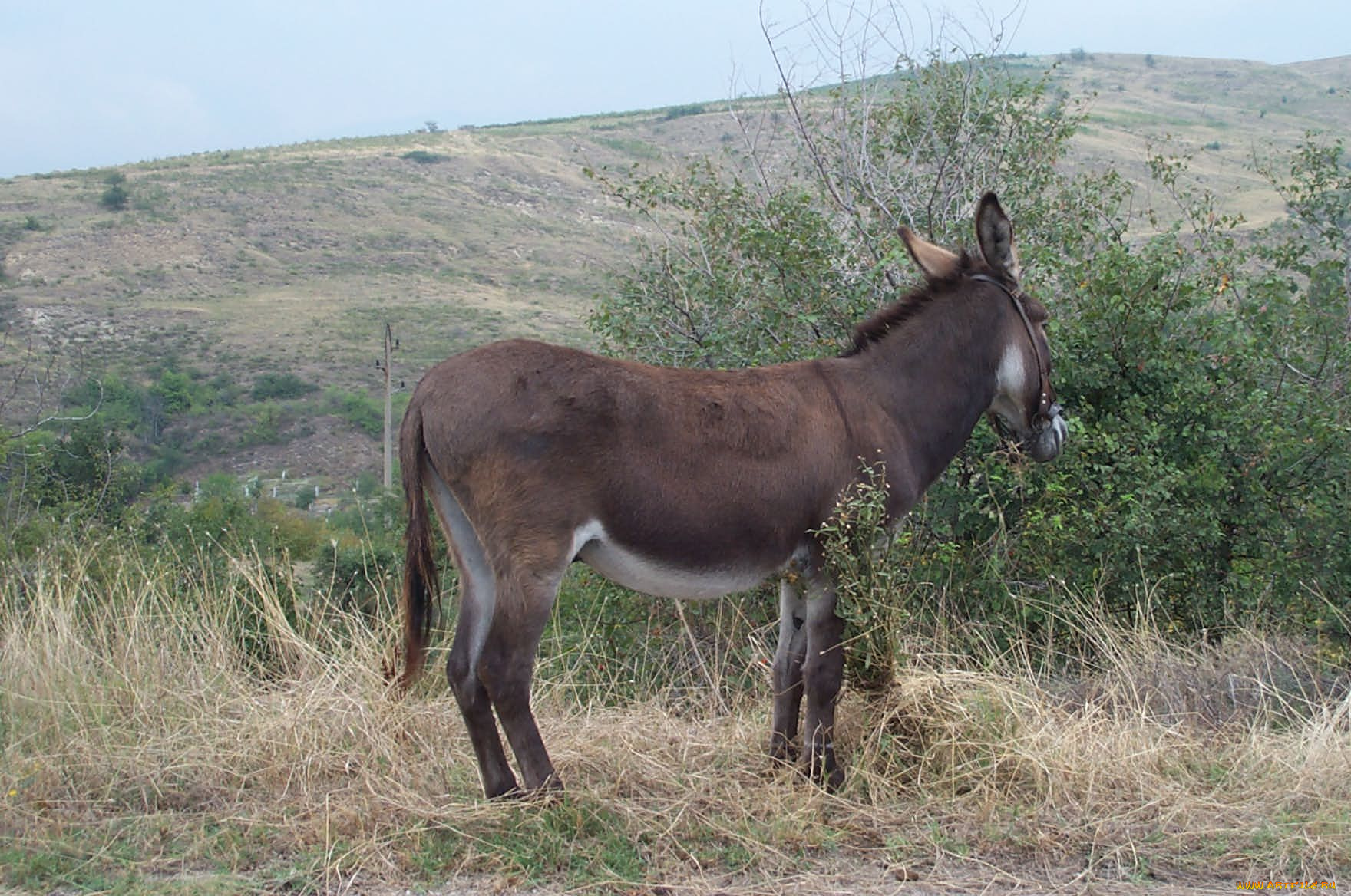 ischak, животные, ослы