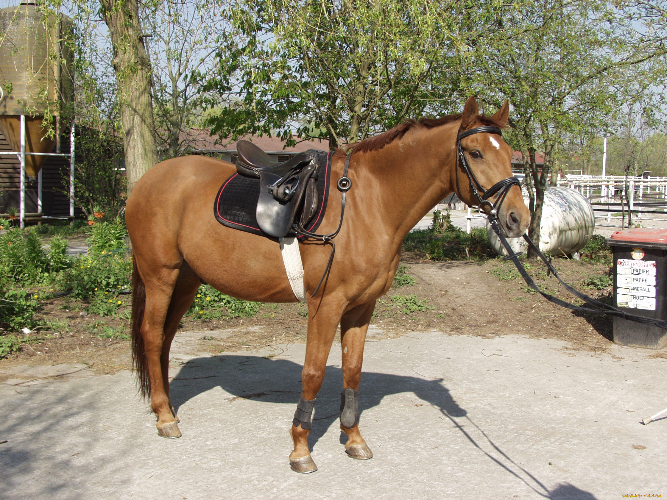 животные, лошади