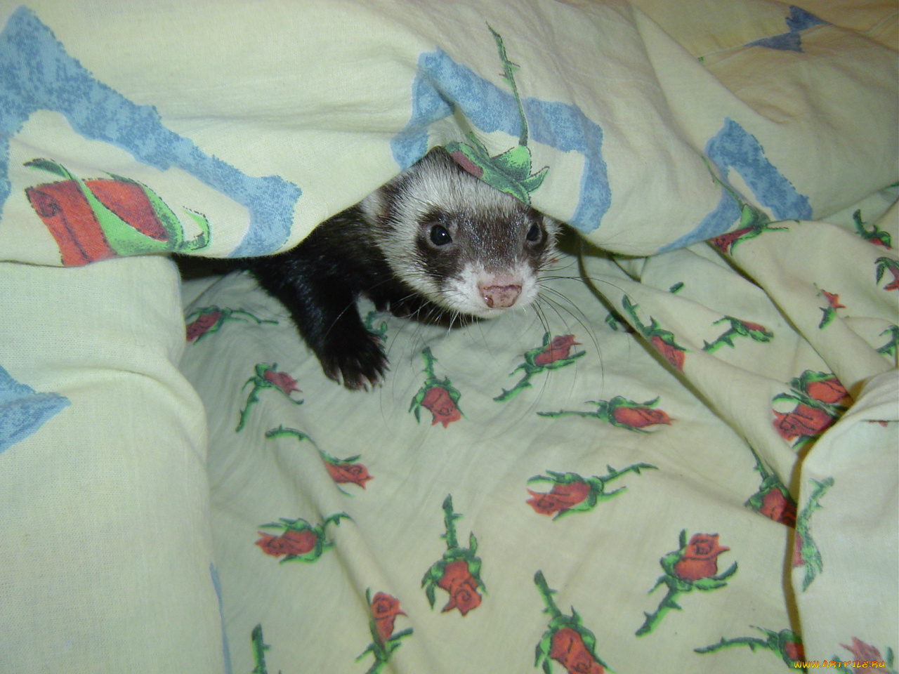 животные, хорьки, ласки, соболи, горностаи, куницы