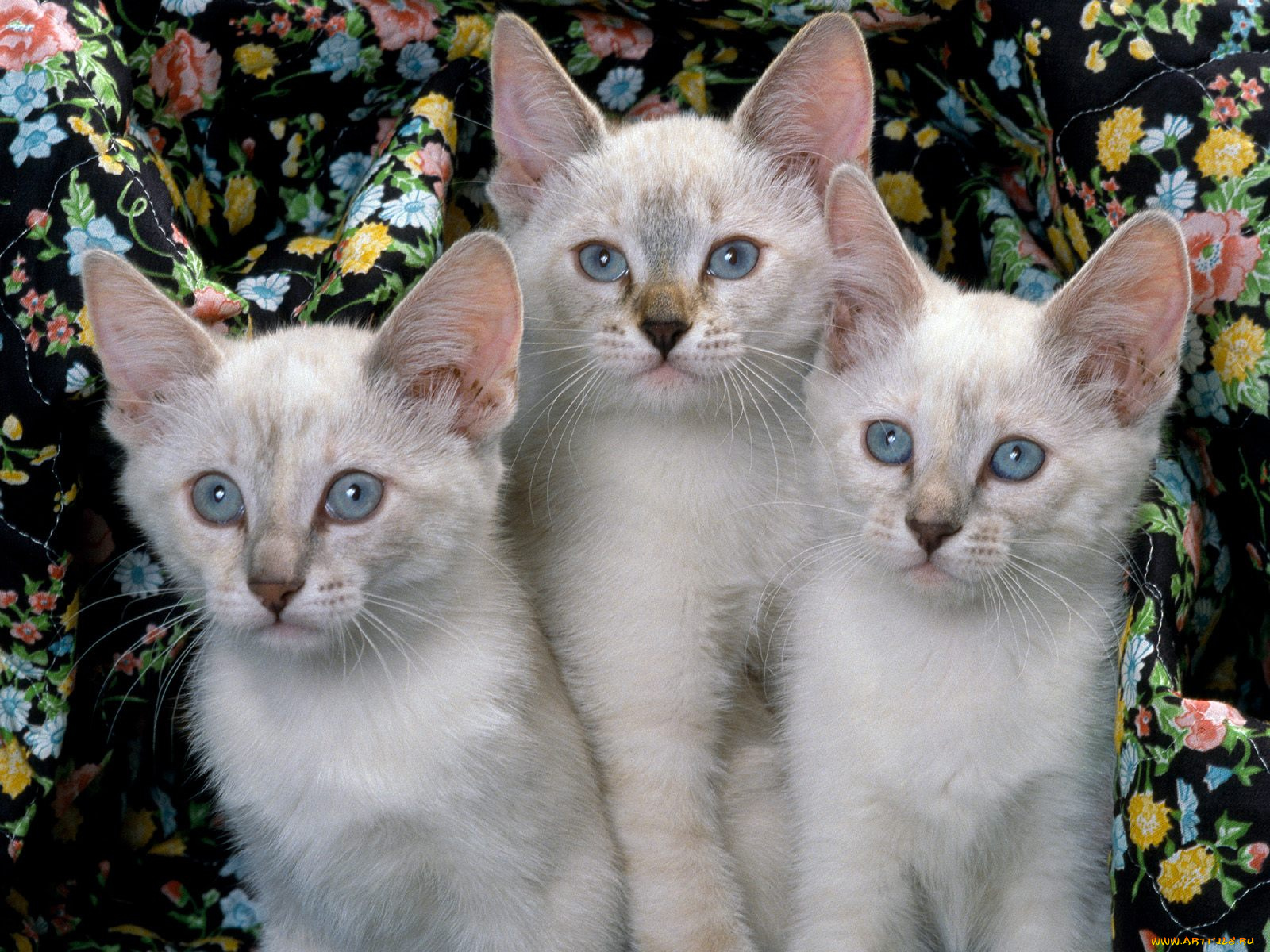 siamese, kittens, животные, коты