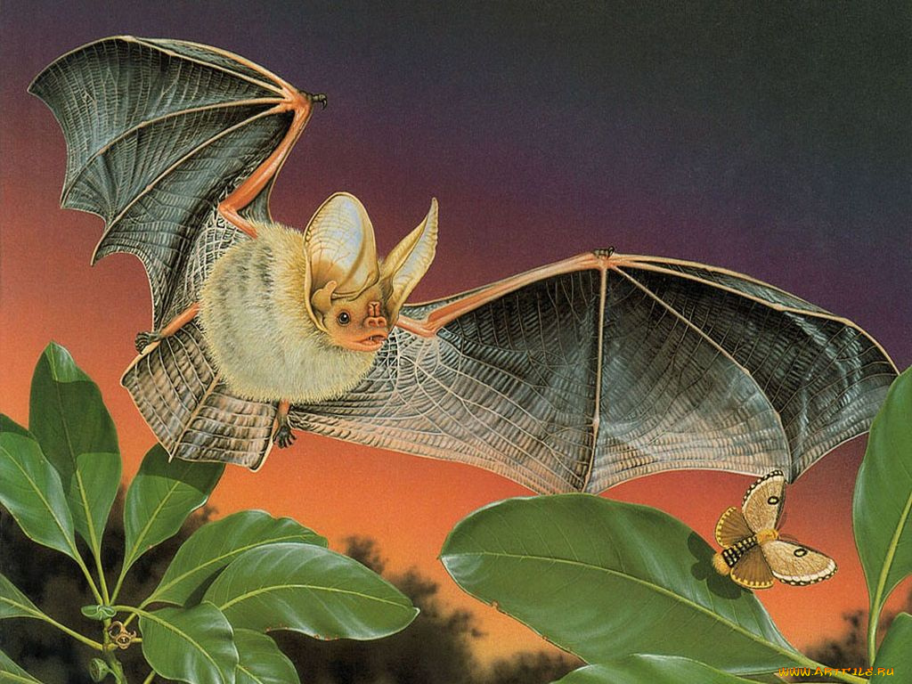 рисованные, животные